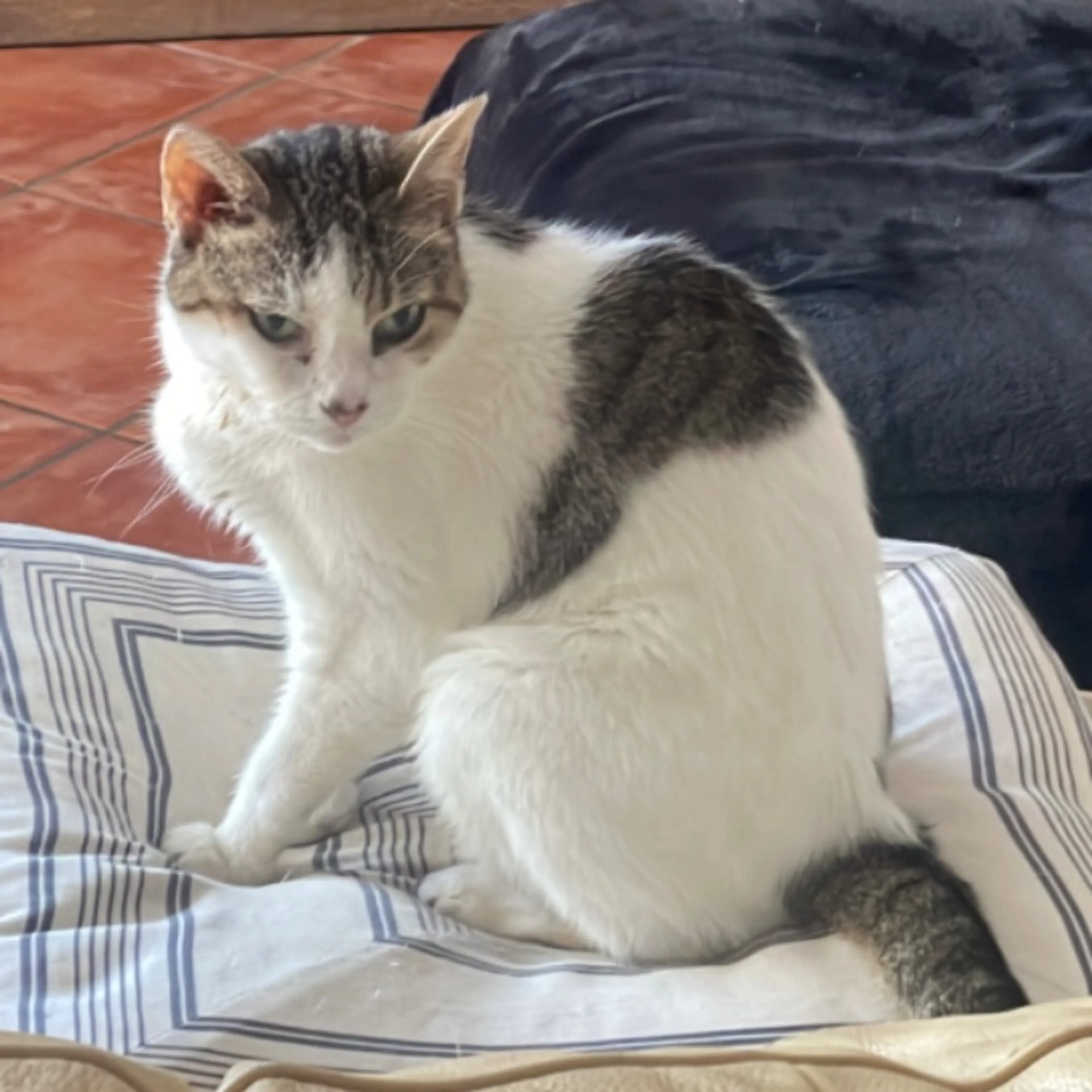 Lost pet