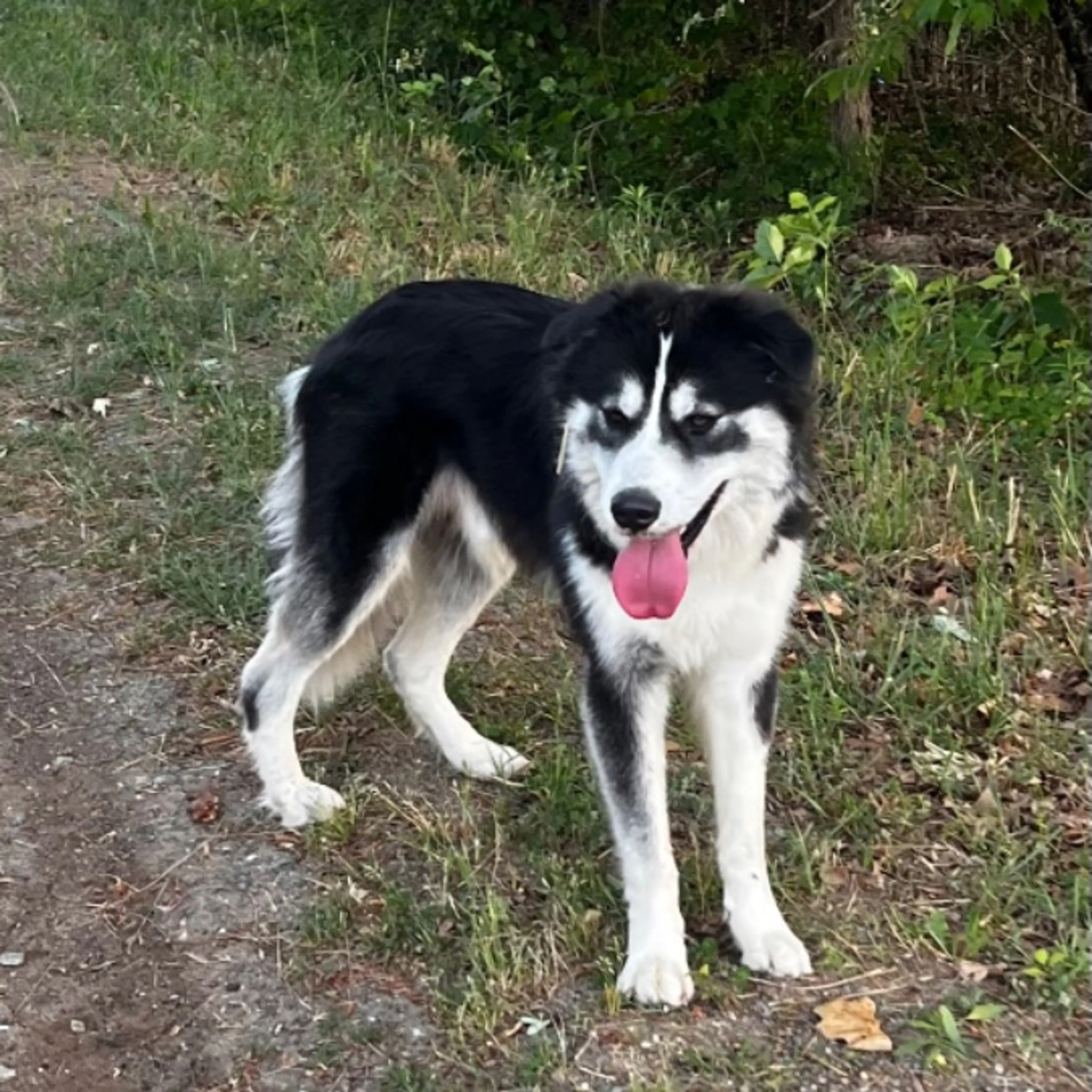 Found pet