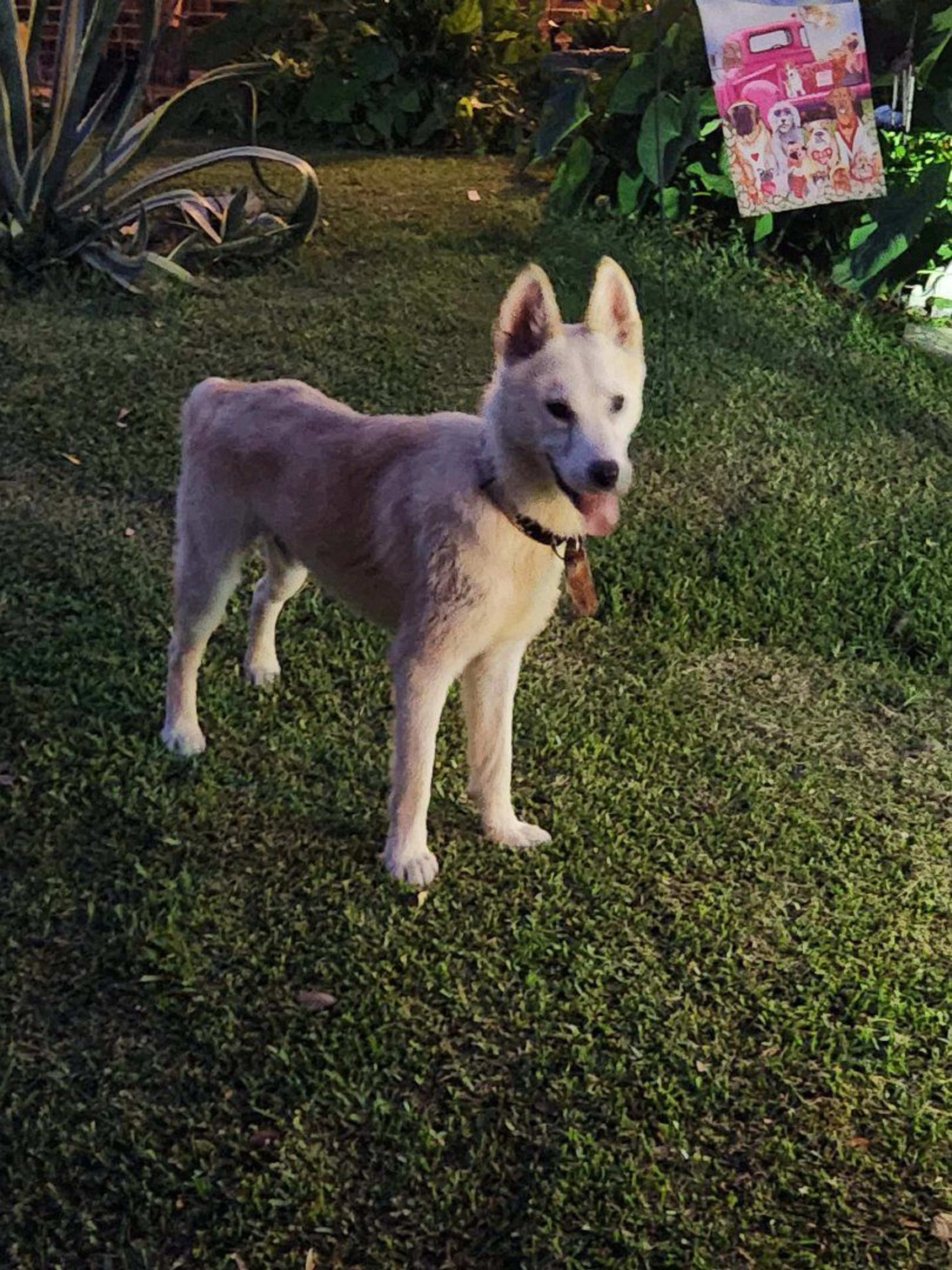 Lost pet-0