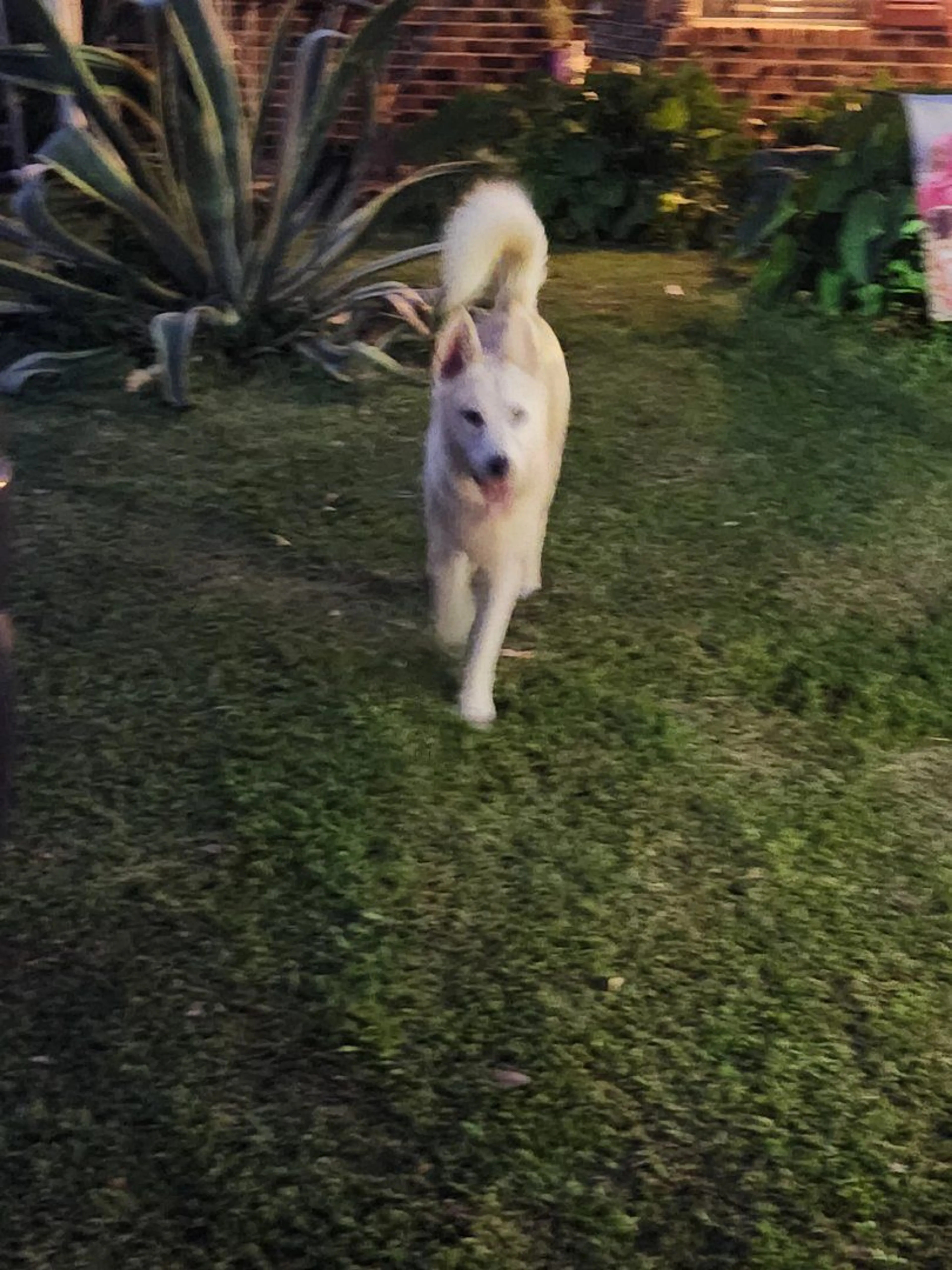 Lost pet-2