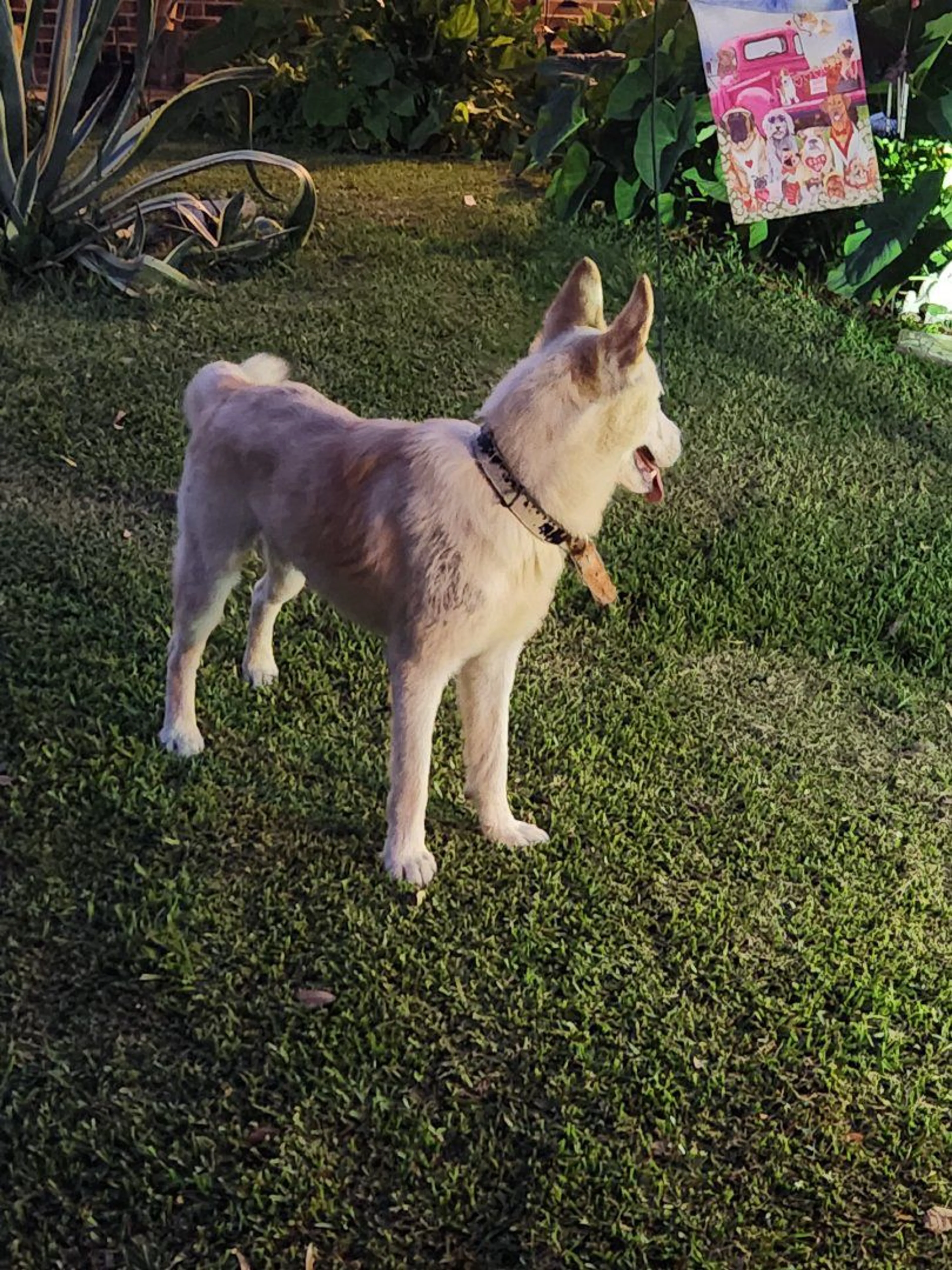 Lost pet-1