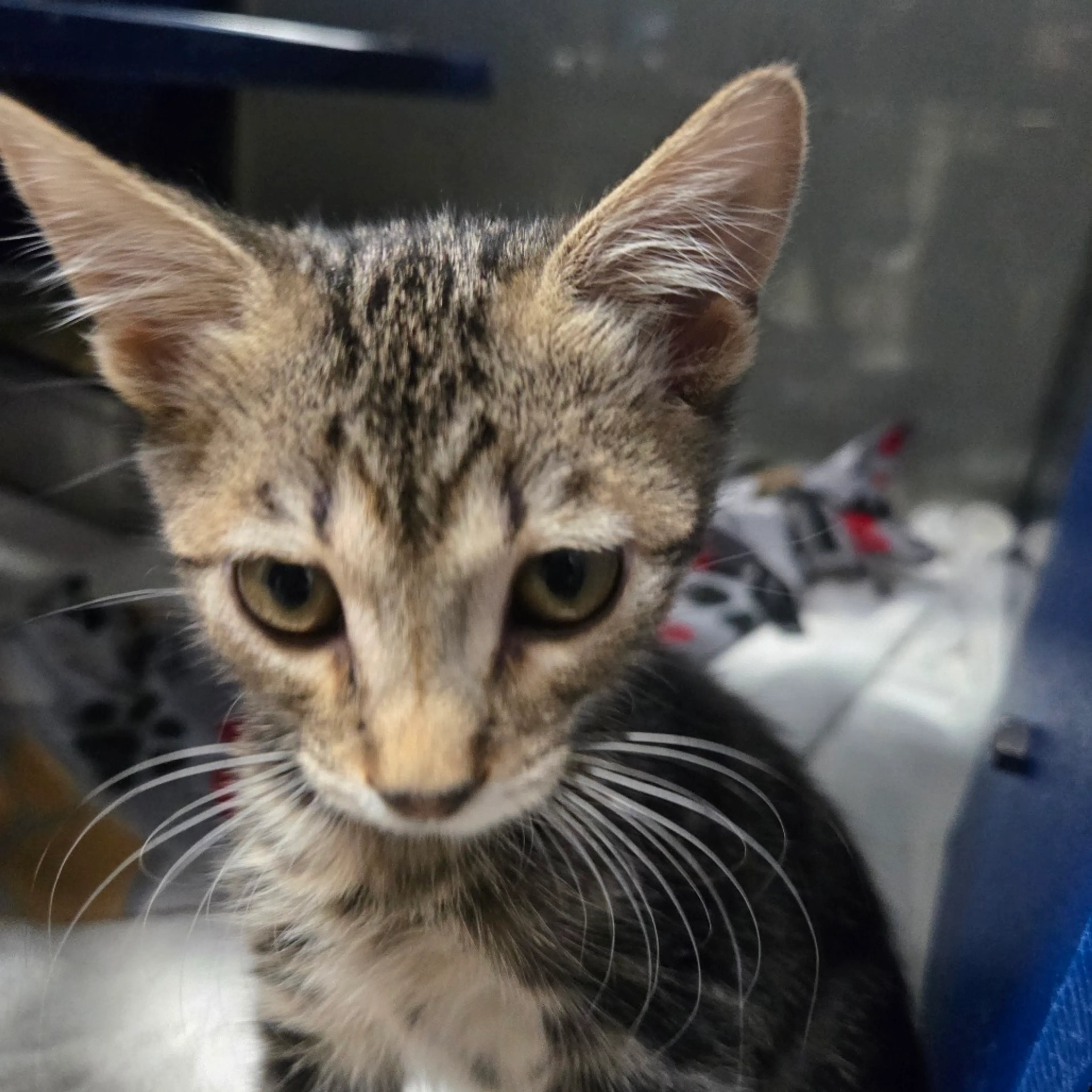 Found pet