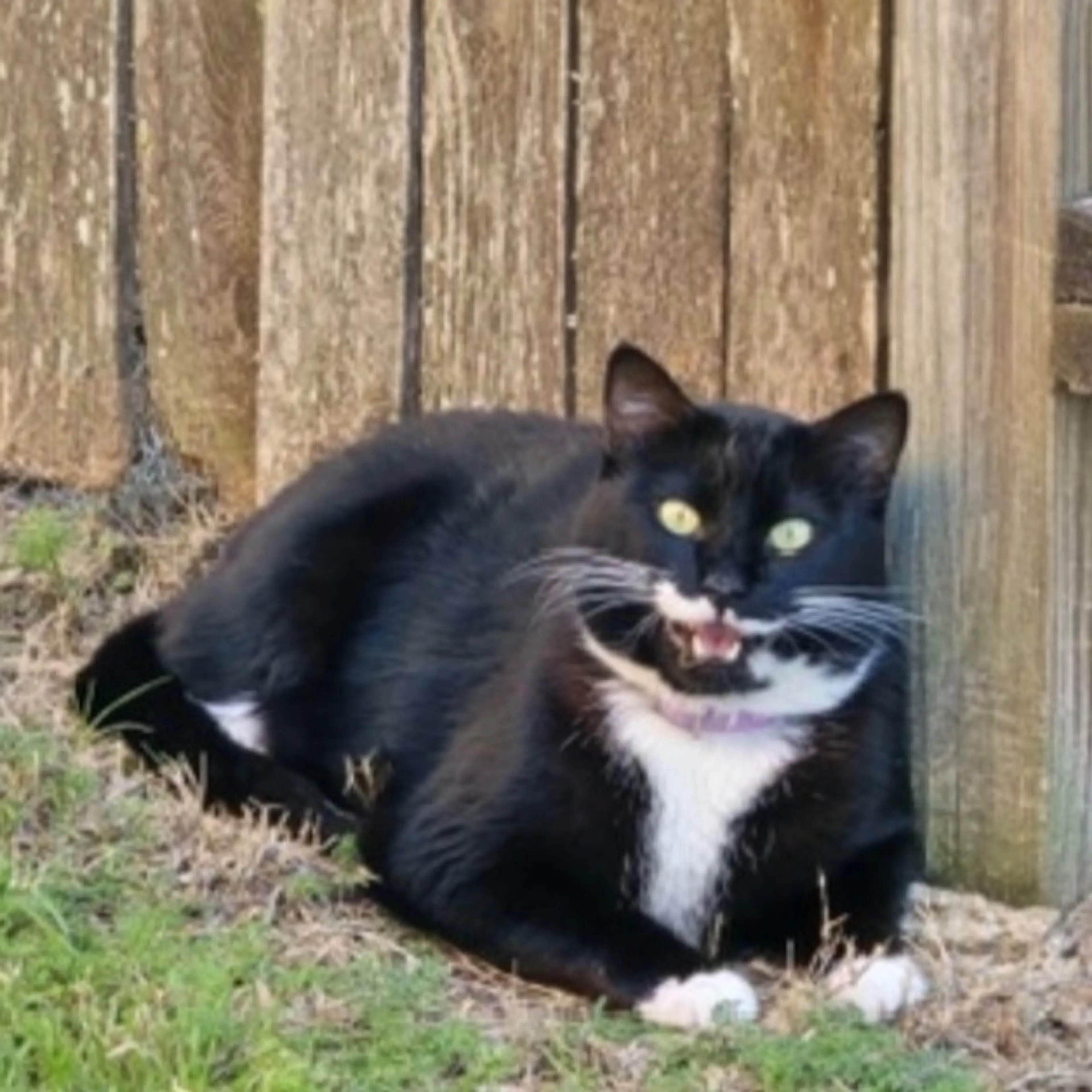 Lost pet