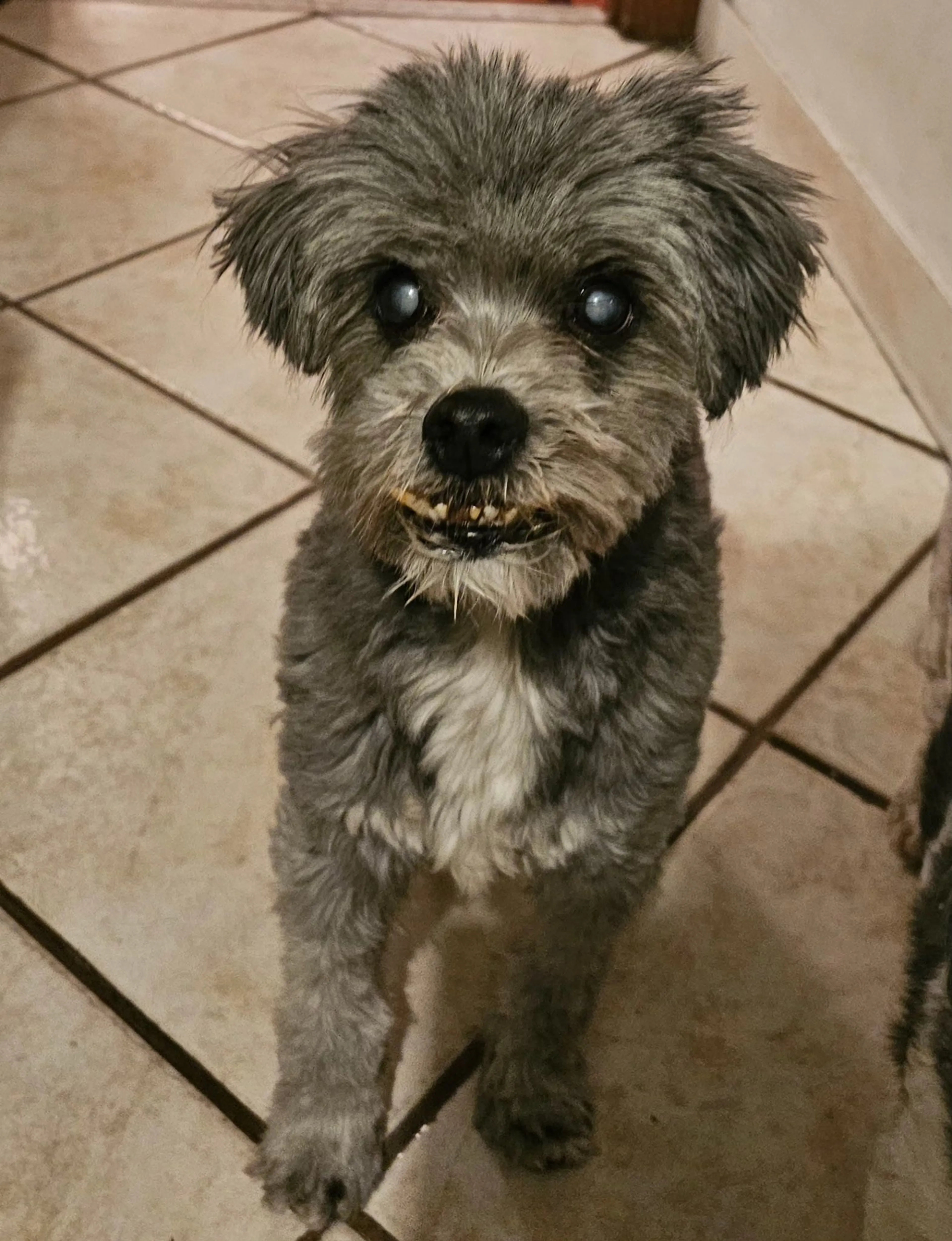 Lost pet
