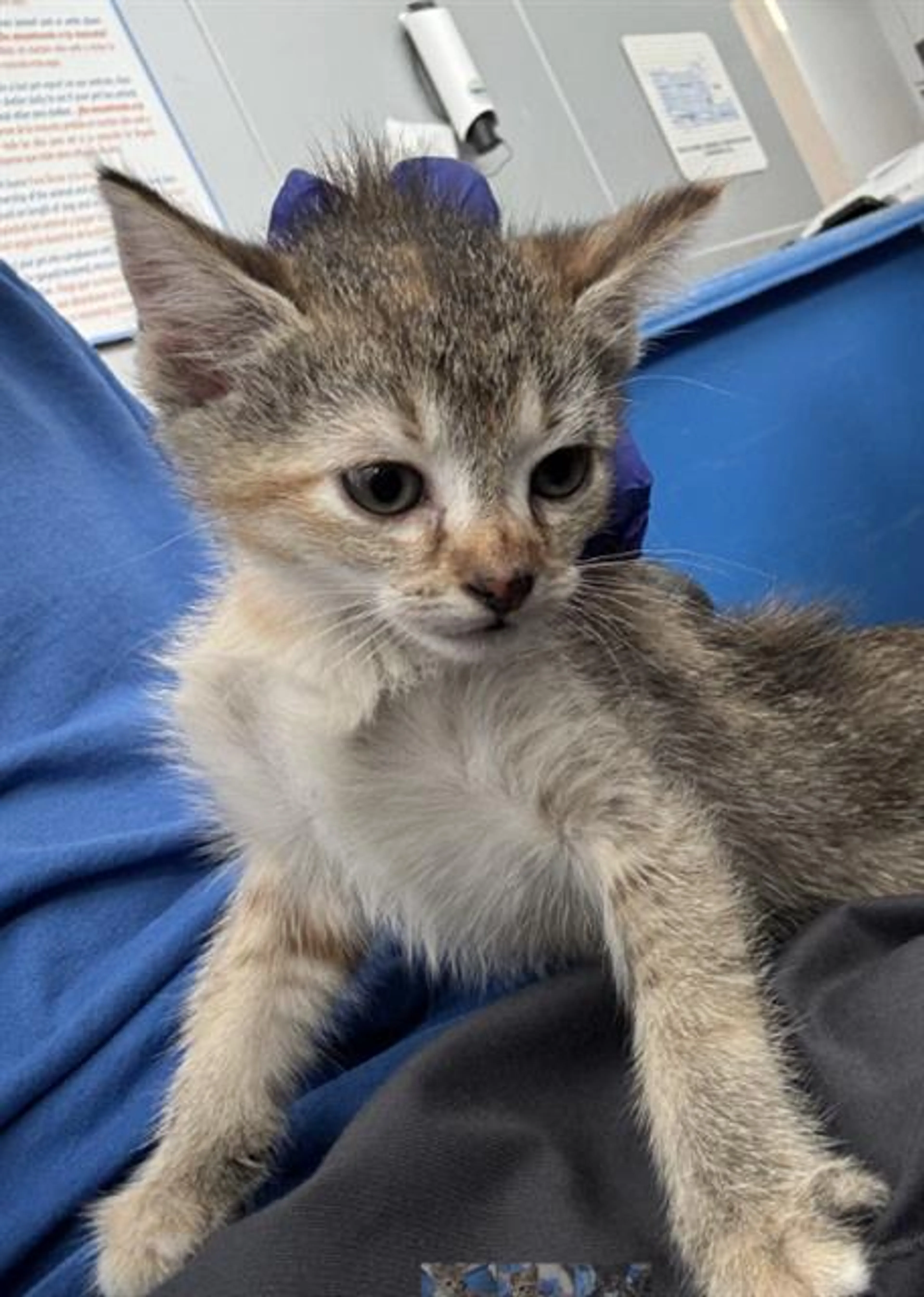 Found pet