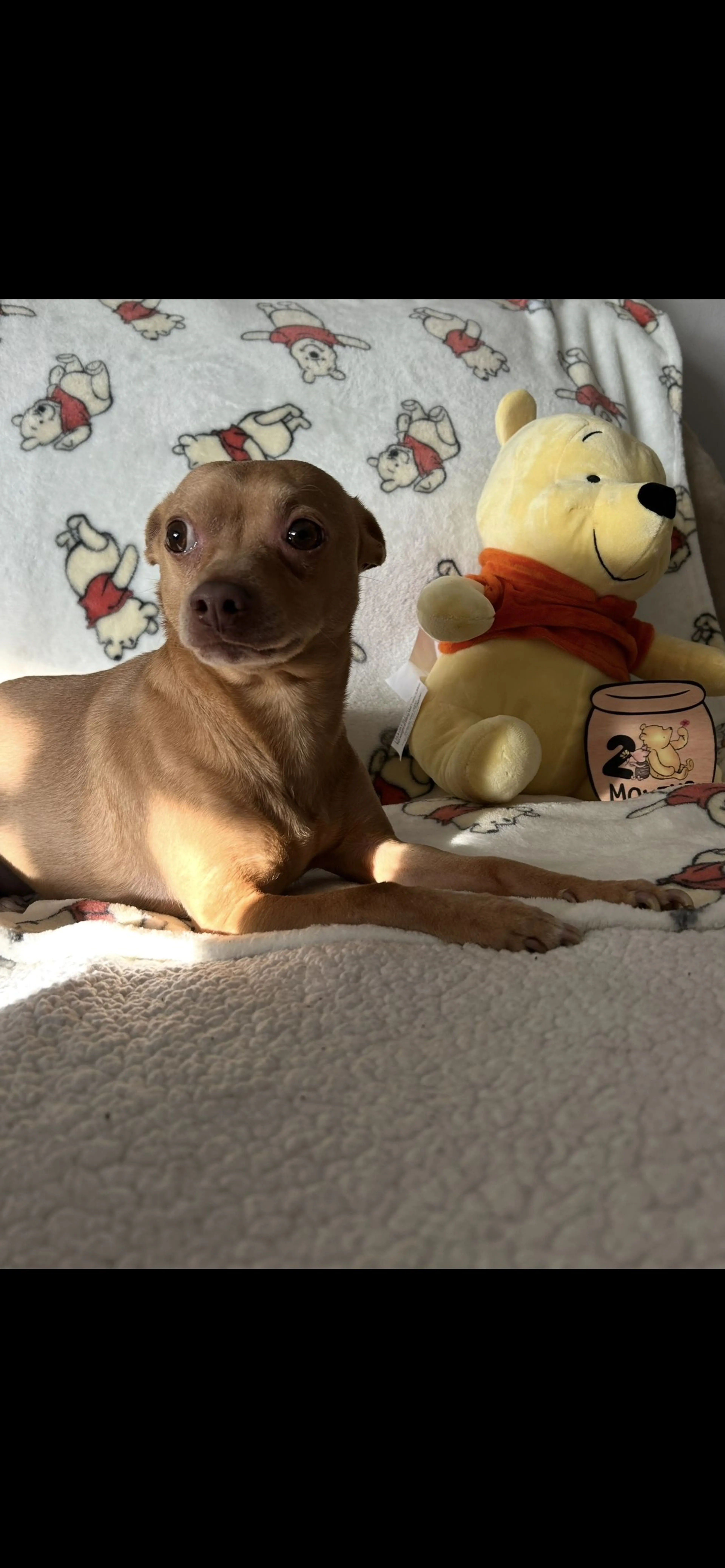 Lost pet