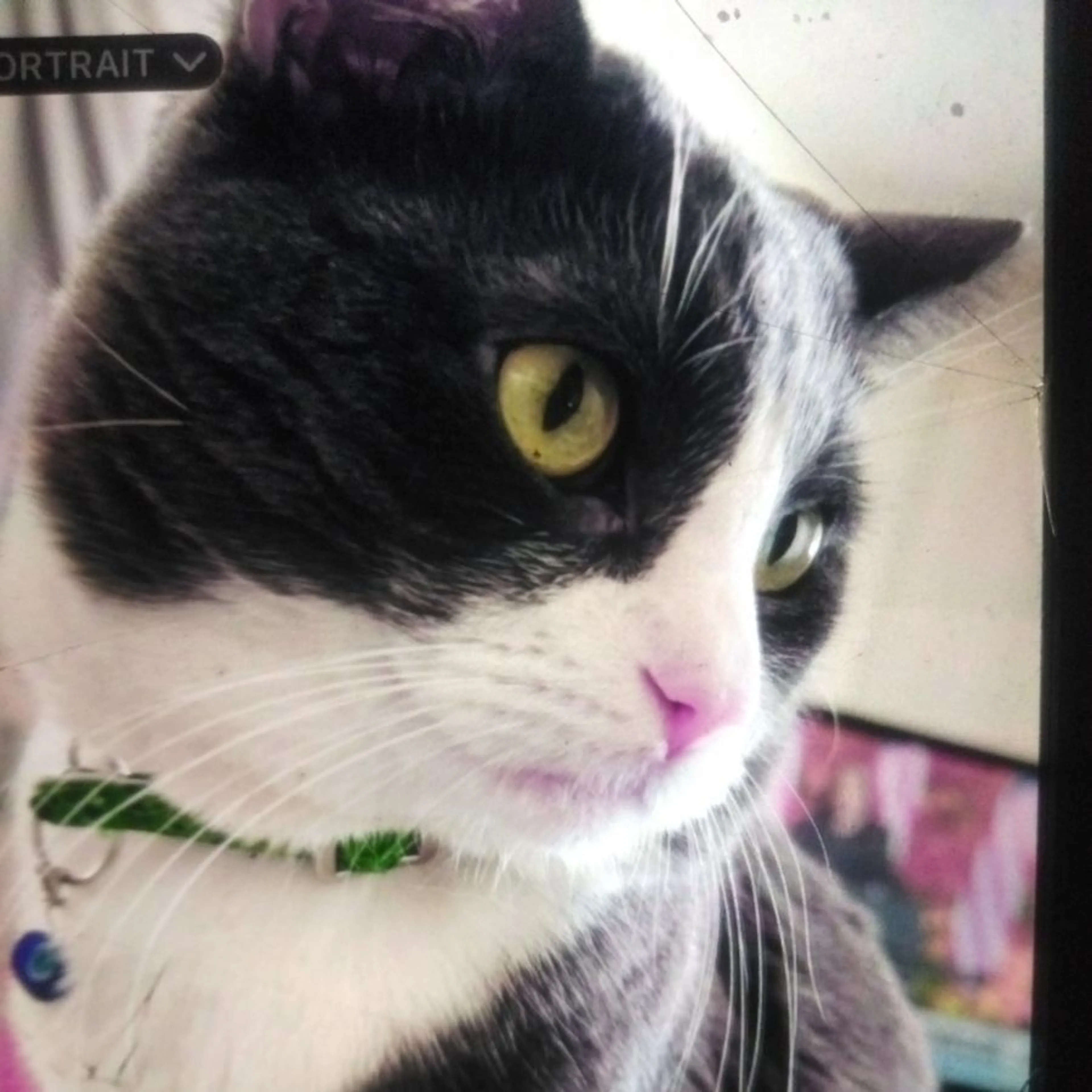 Lost pet-0