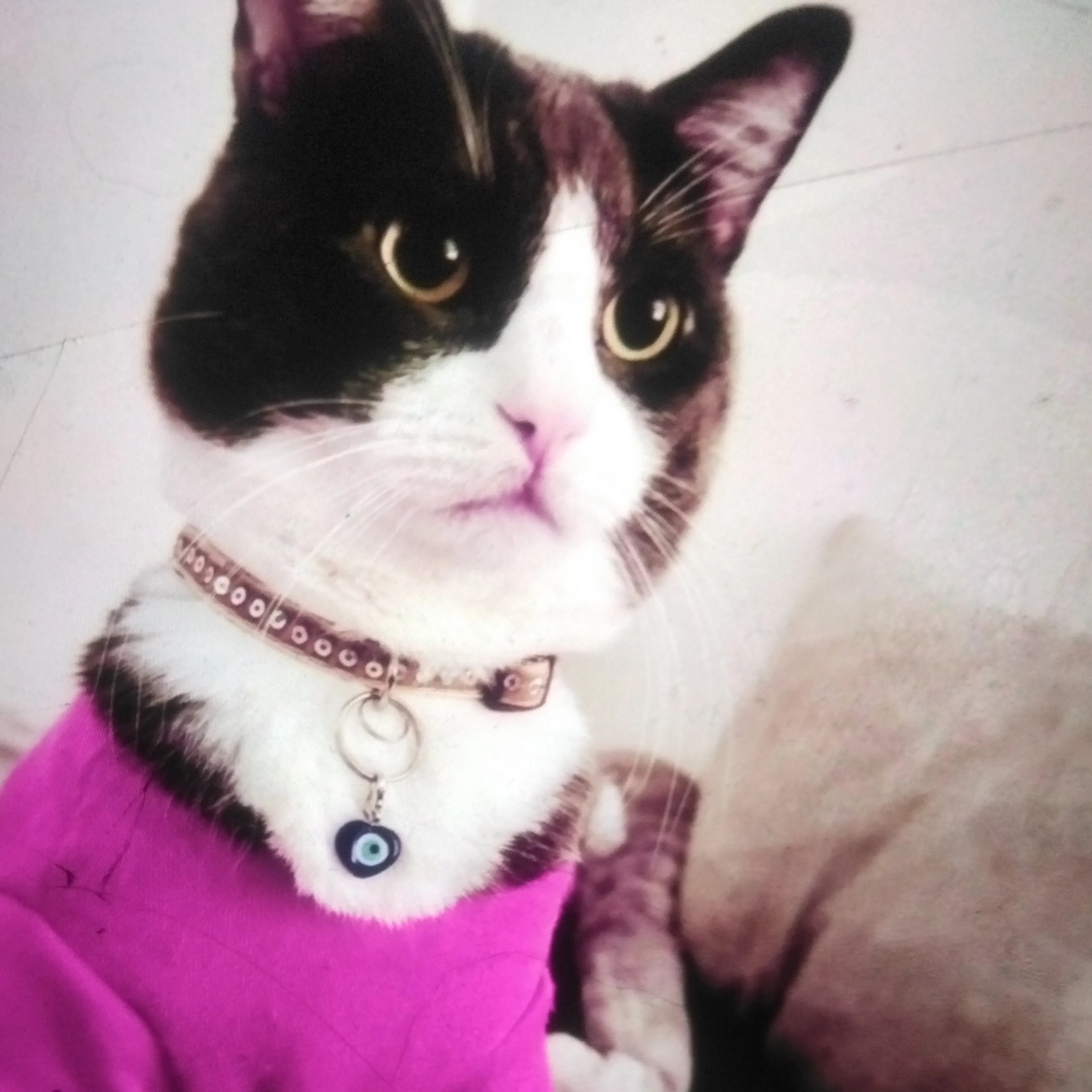 Lost pet-2