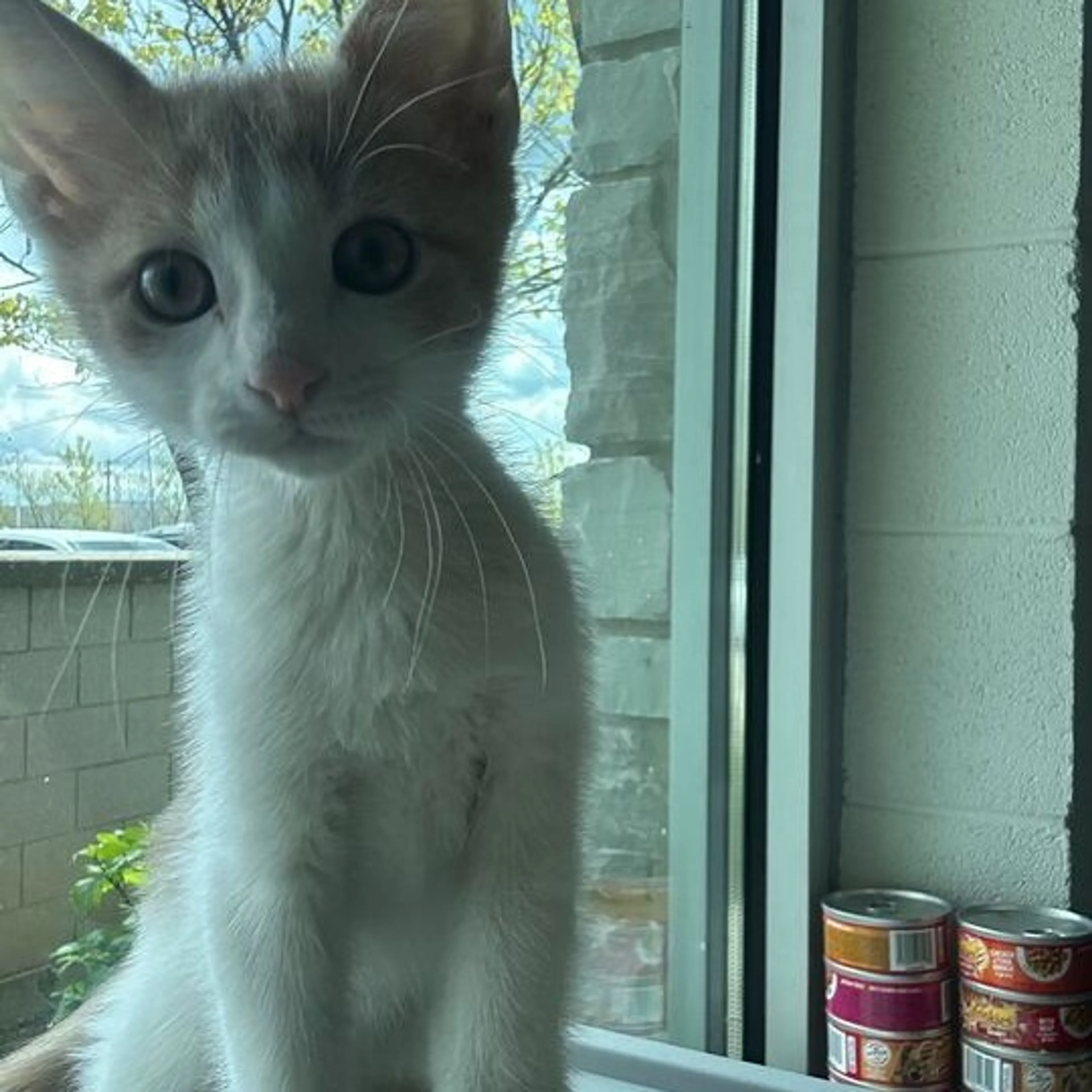 Found pet