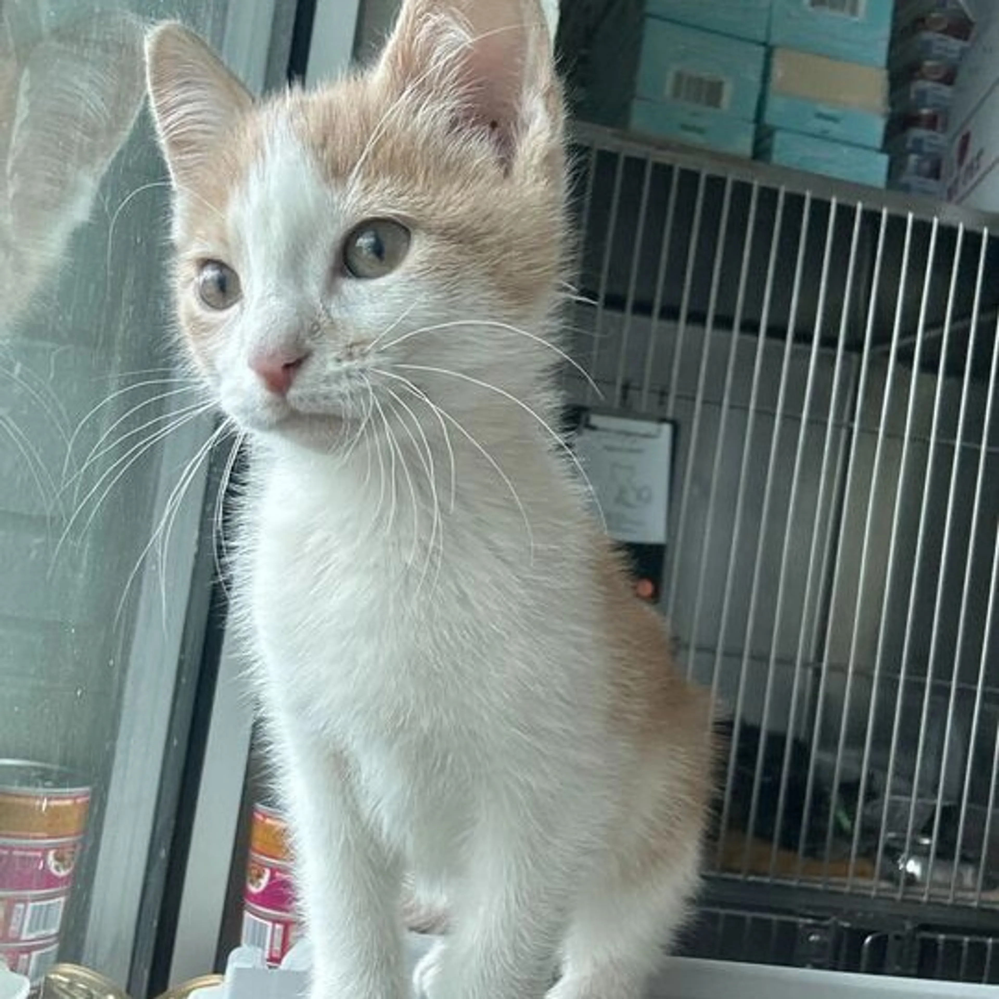 Found pet