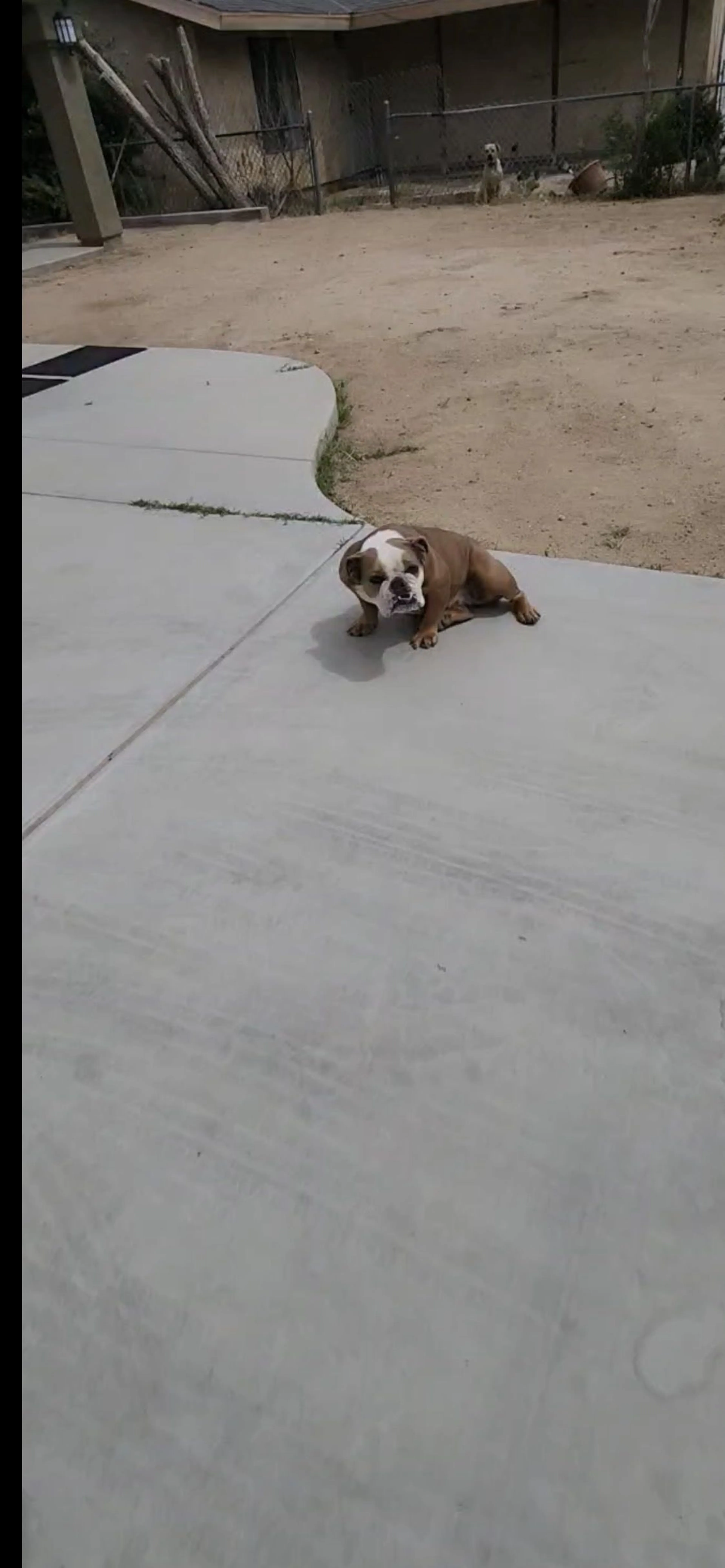 Lost pet-2