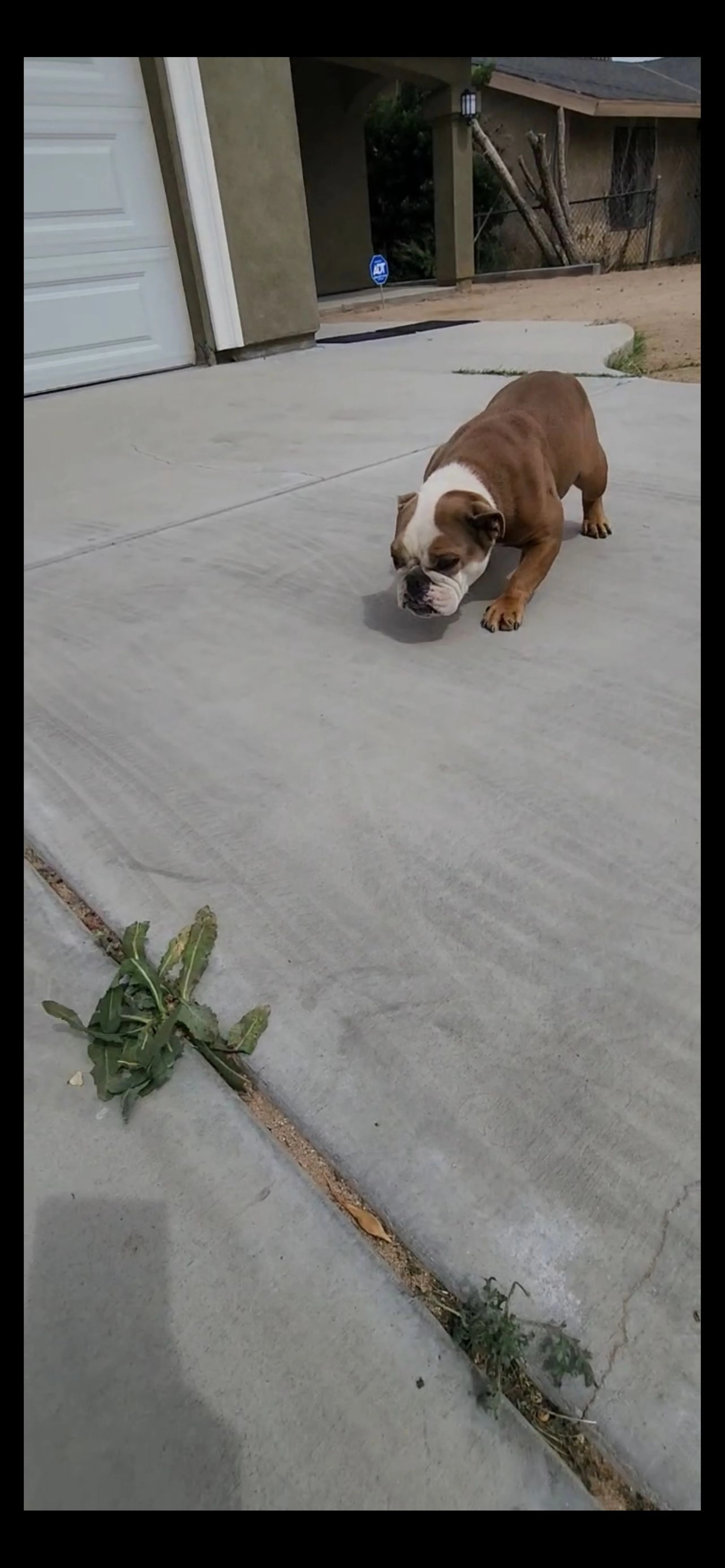 Lost pet-1