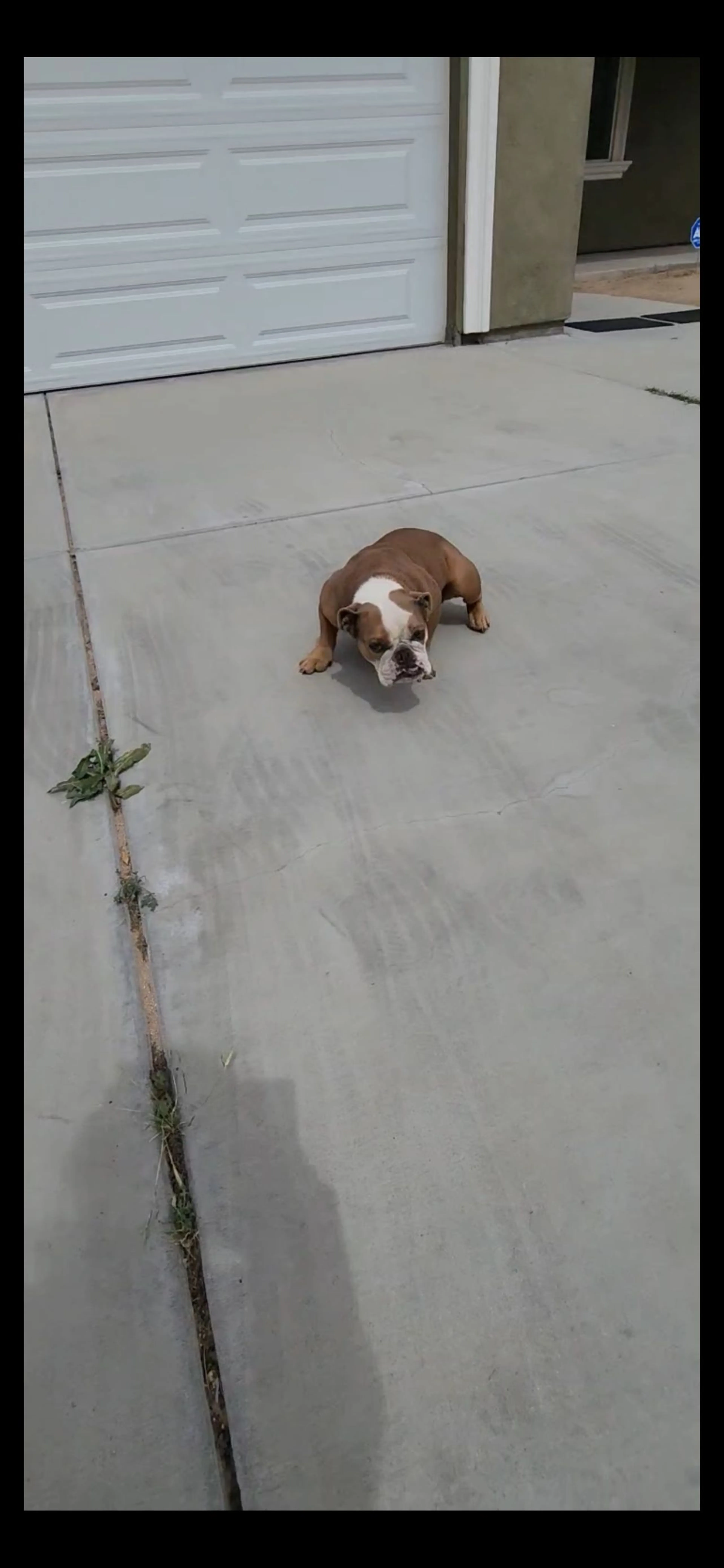 Lost pet-0