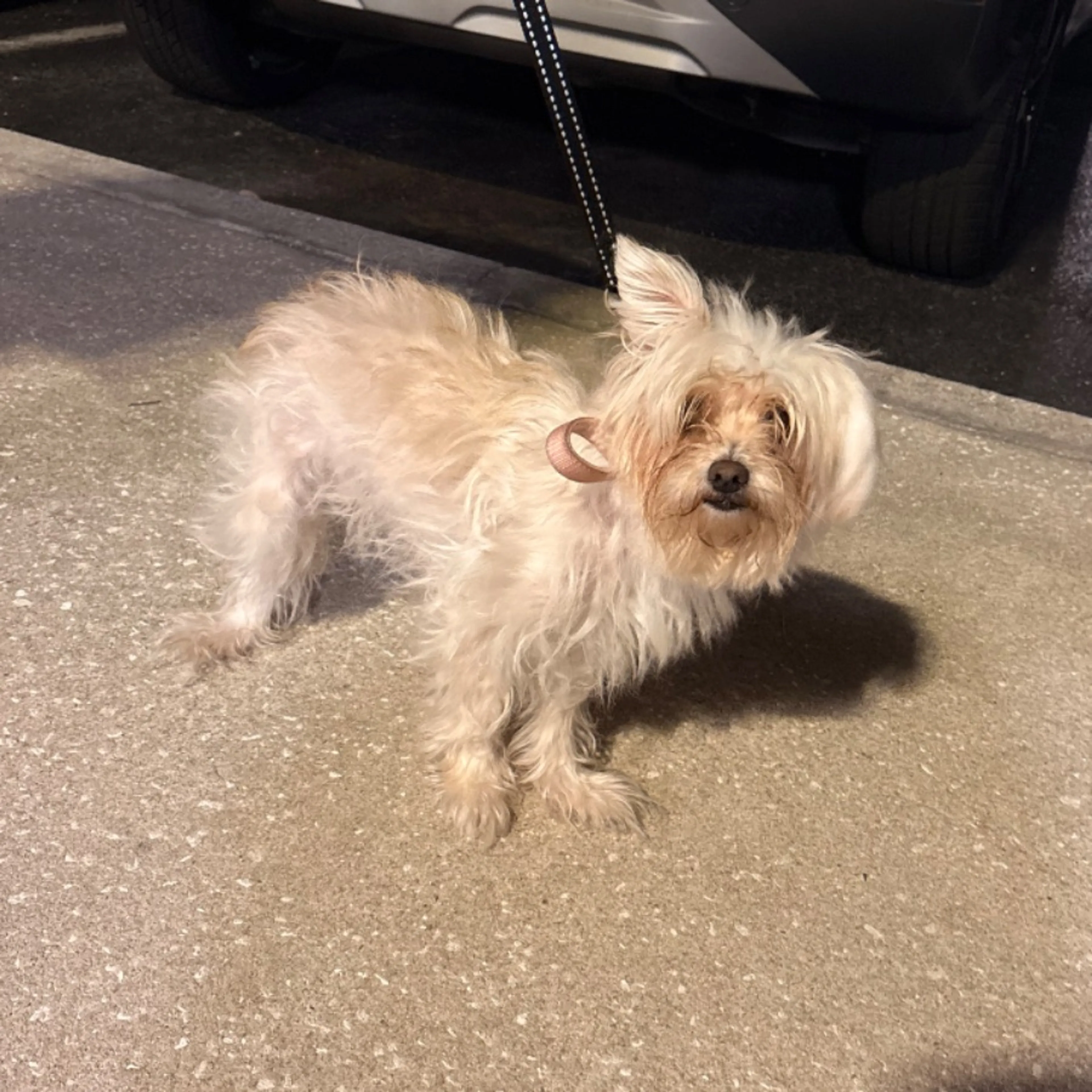 Found pet