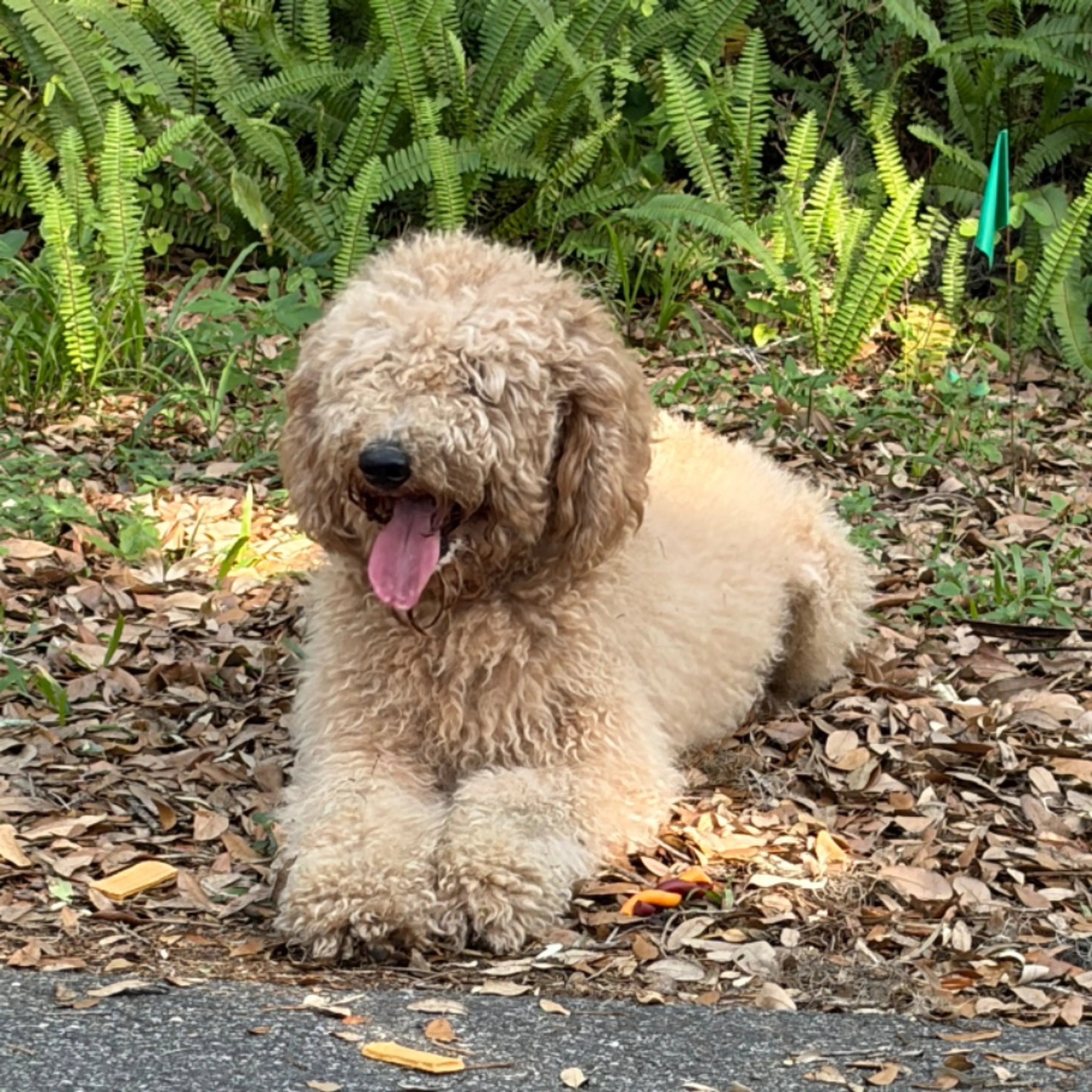 Found pet