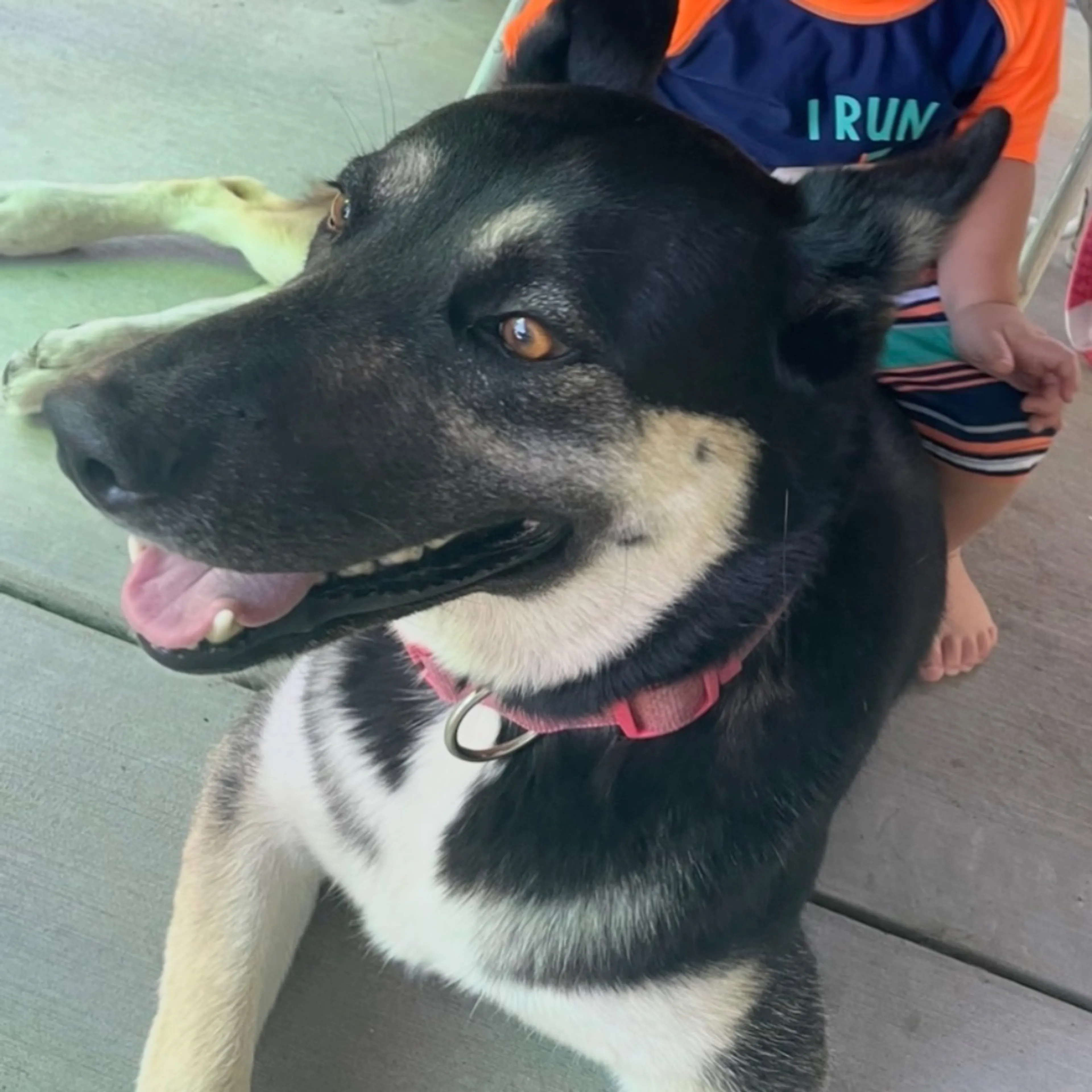 Lost pet