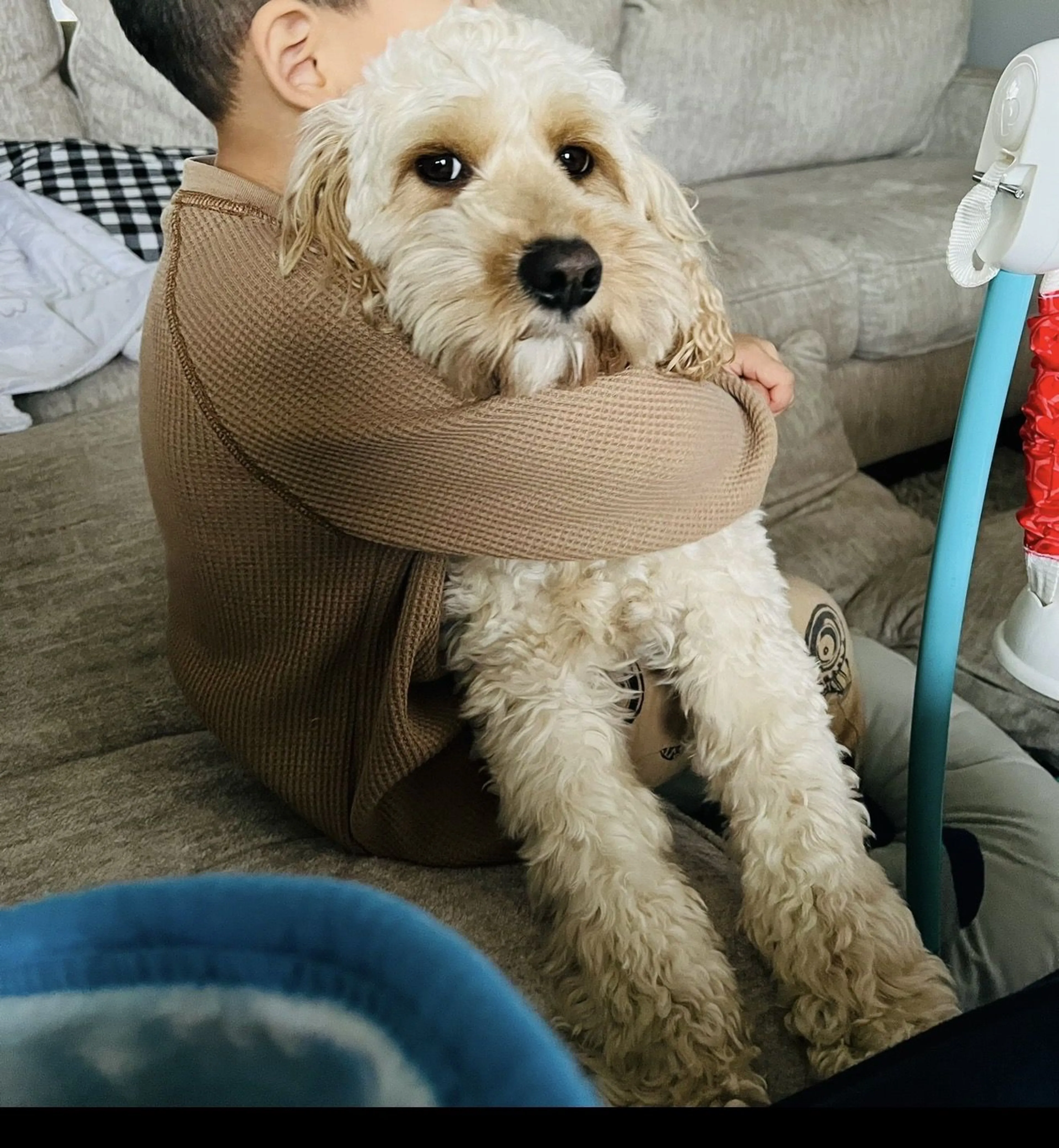 Lost pet