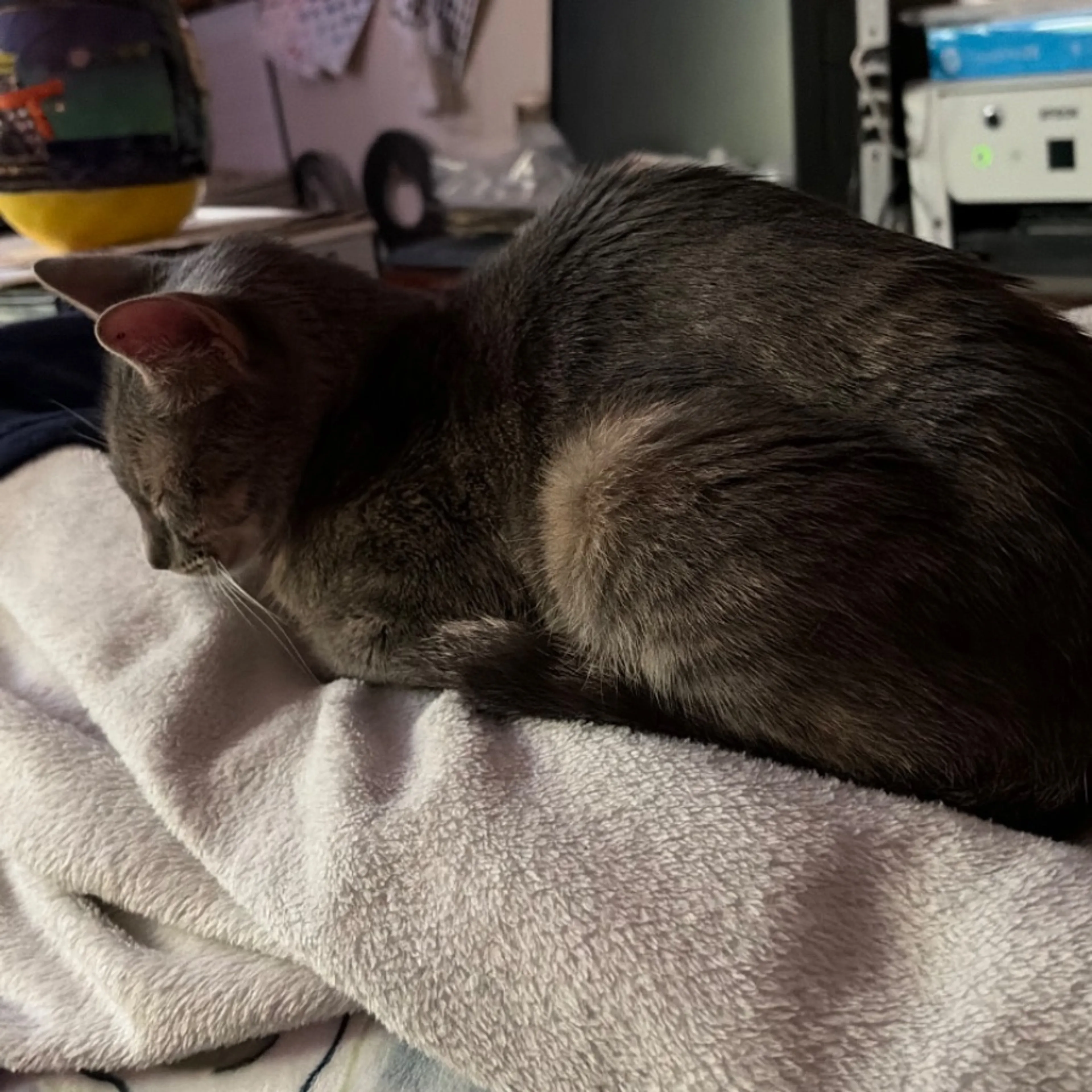 Found pet