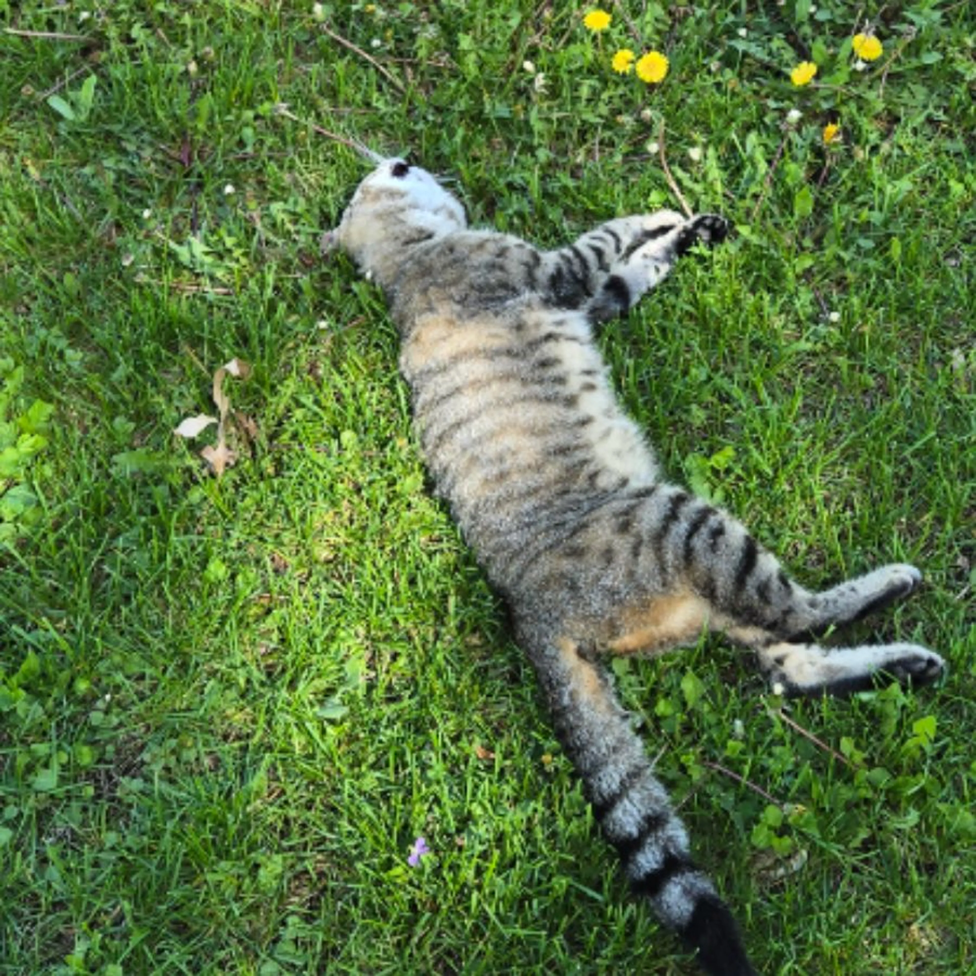 Found pet