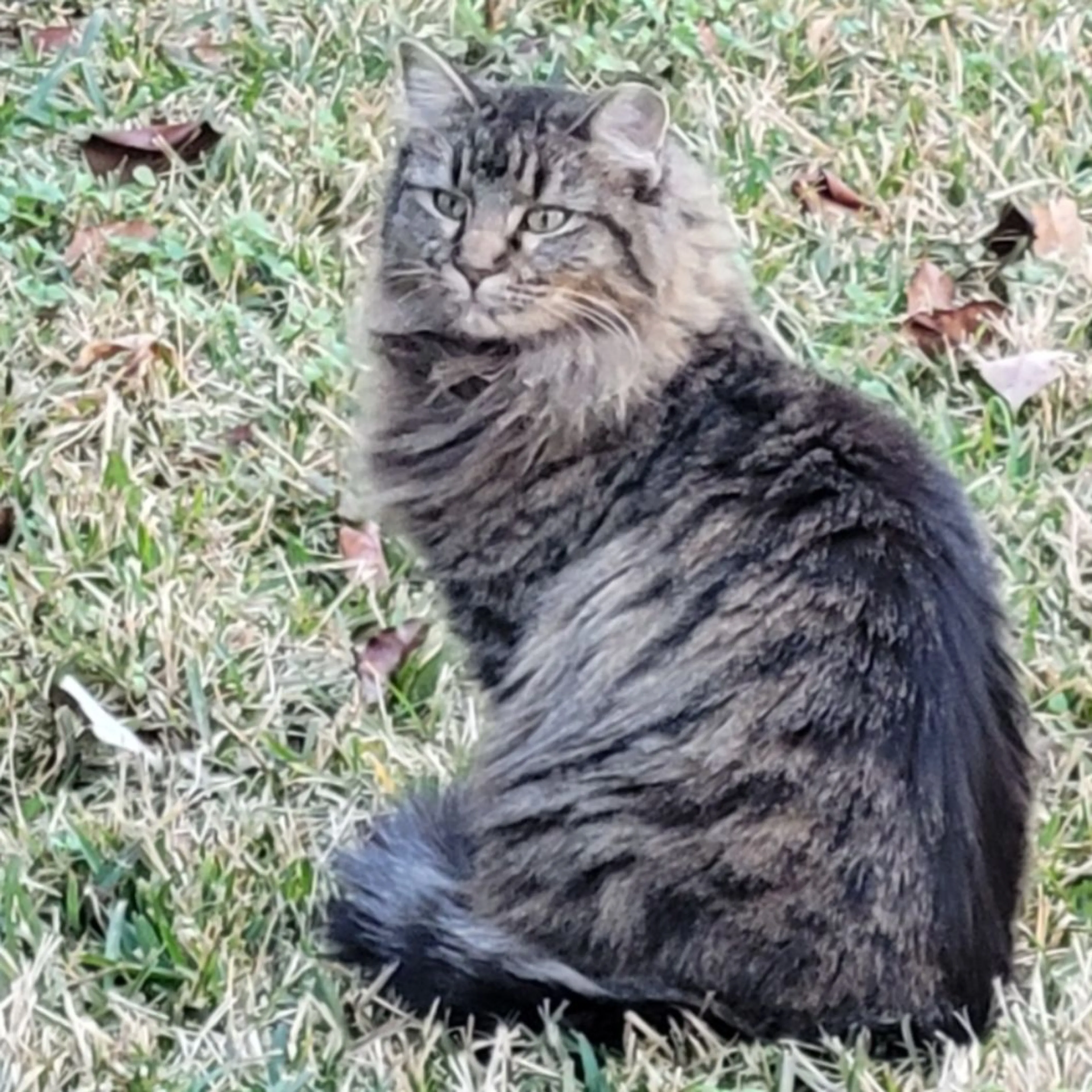 Lost pet