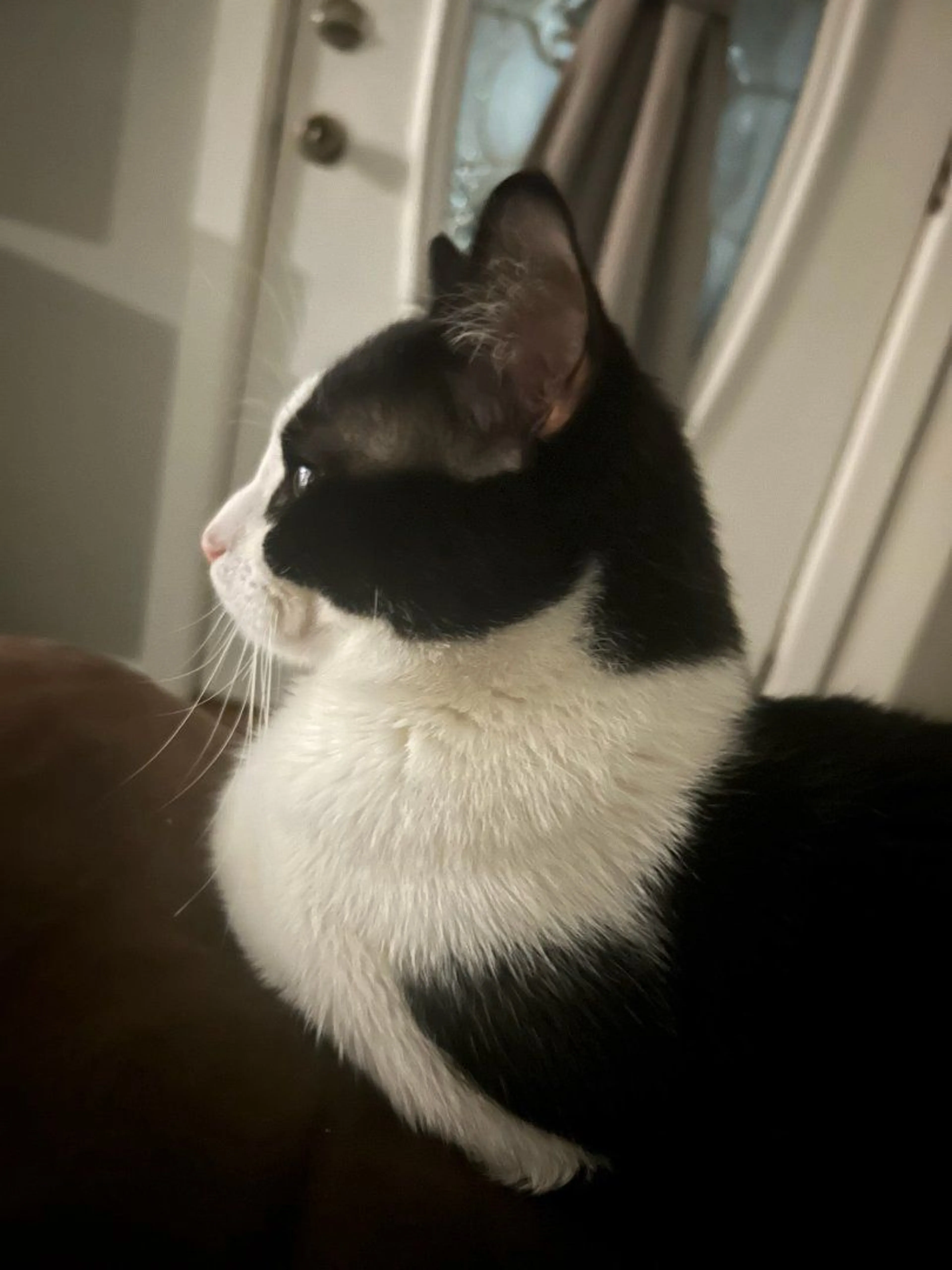 Lost pet-2