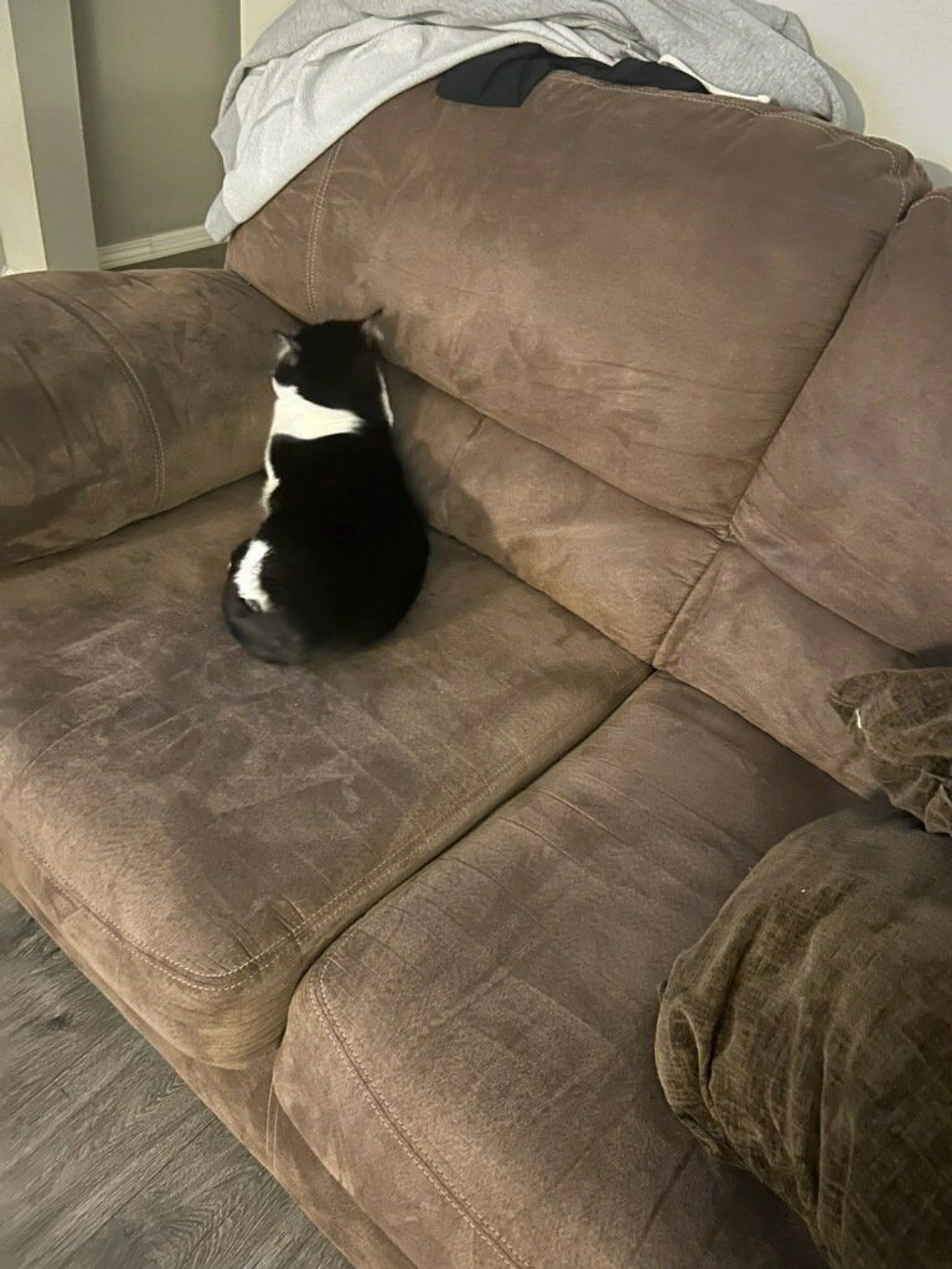 Lost pet-1