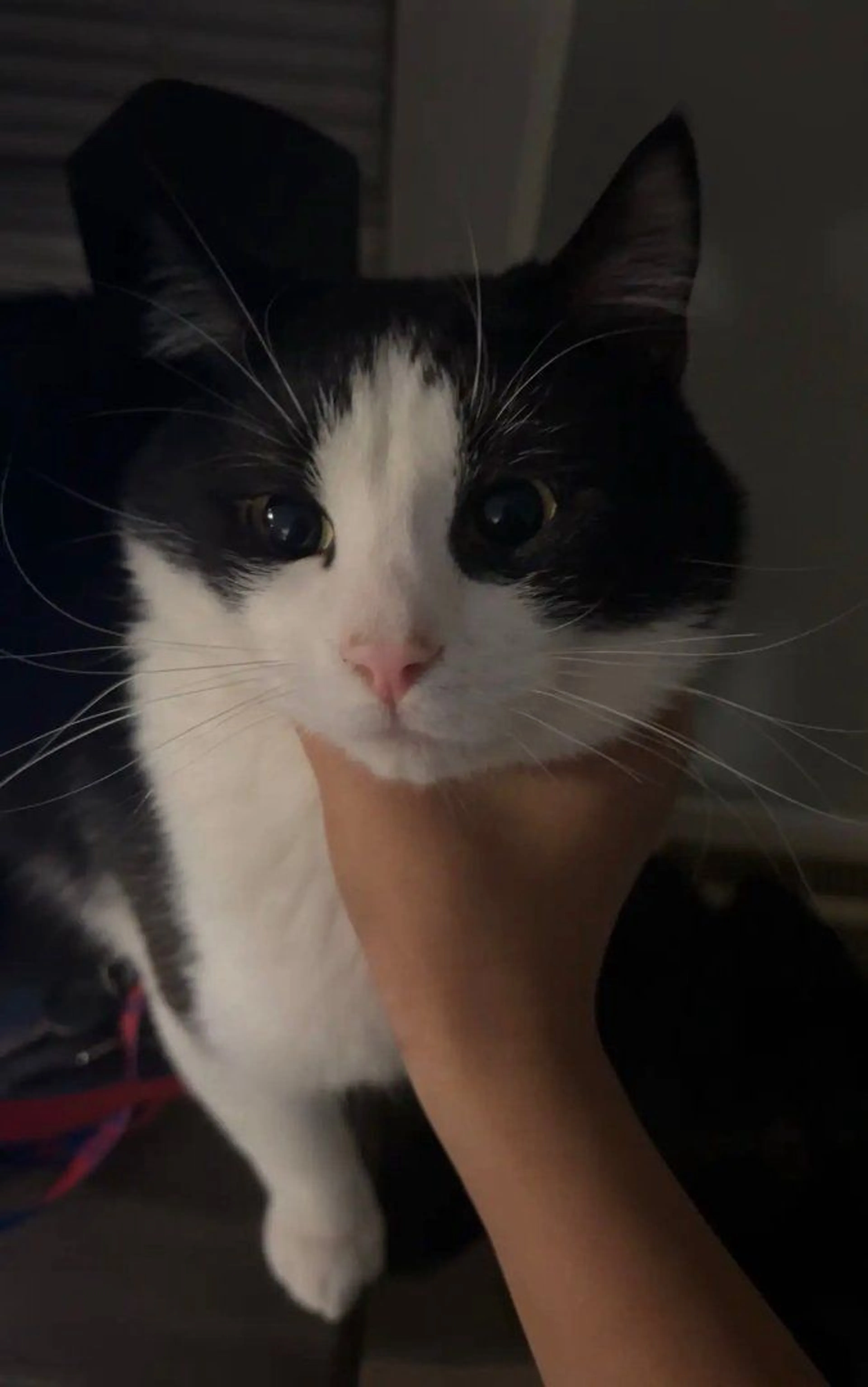 Lost pet-0