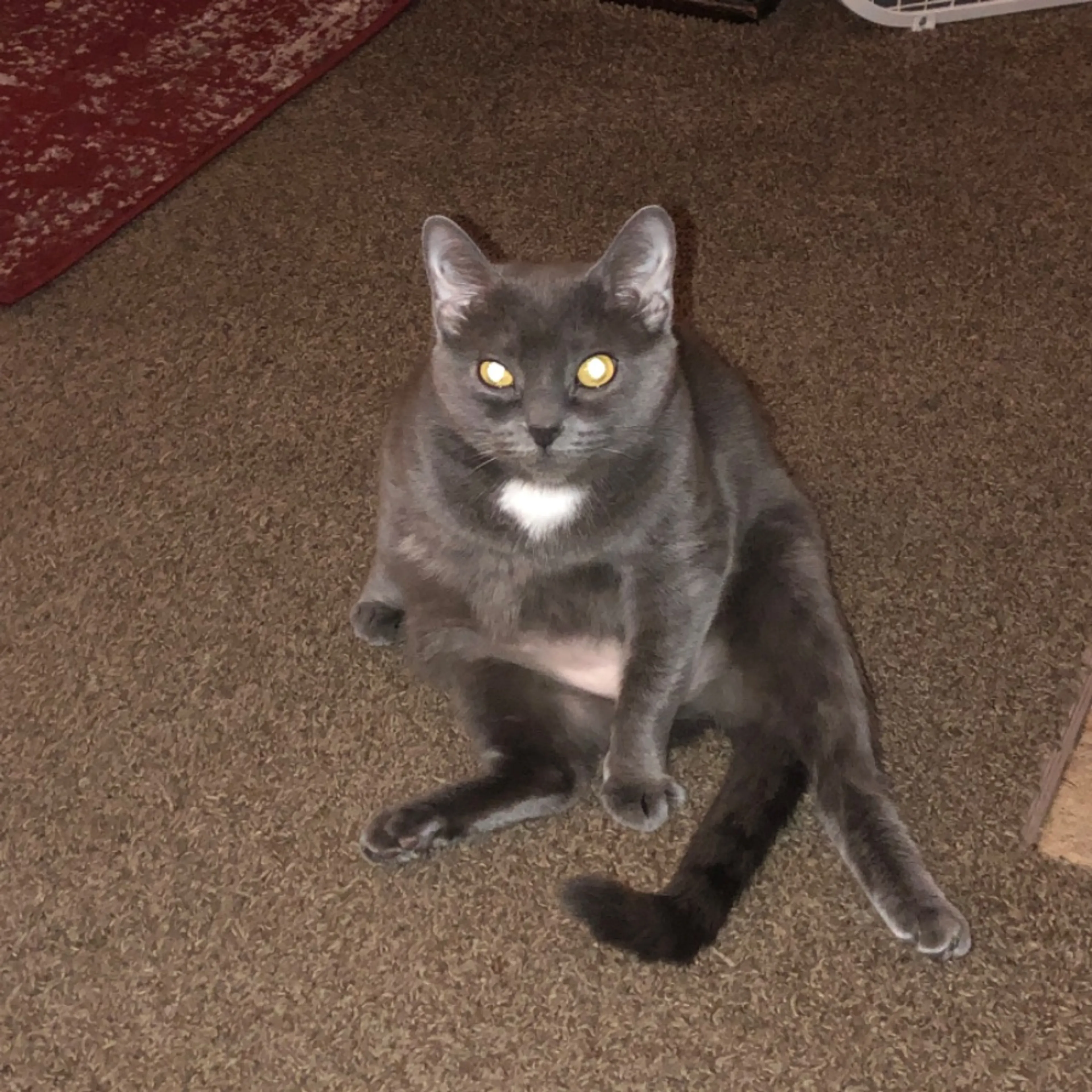Lost pet