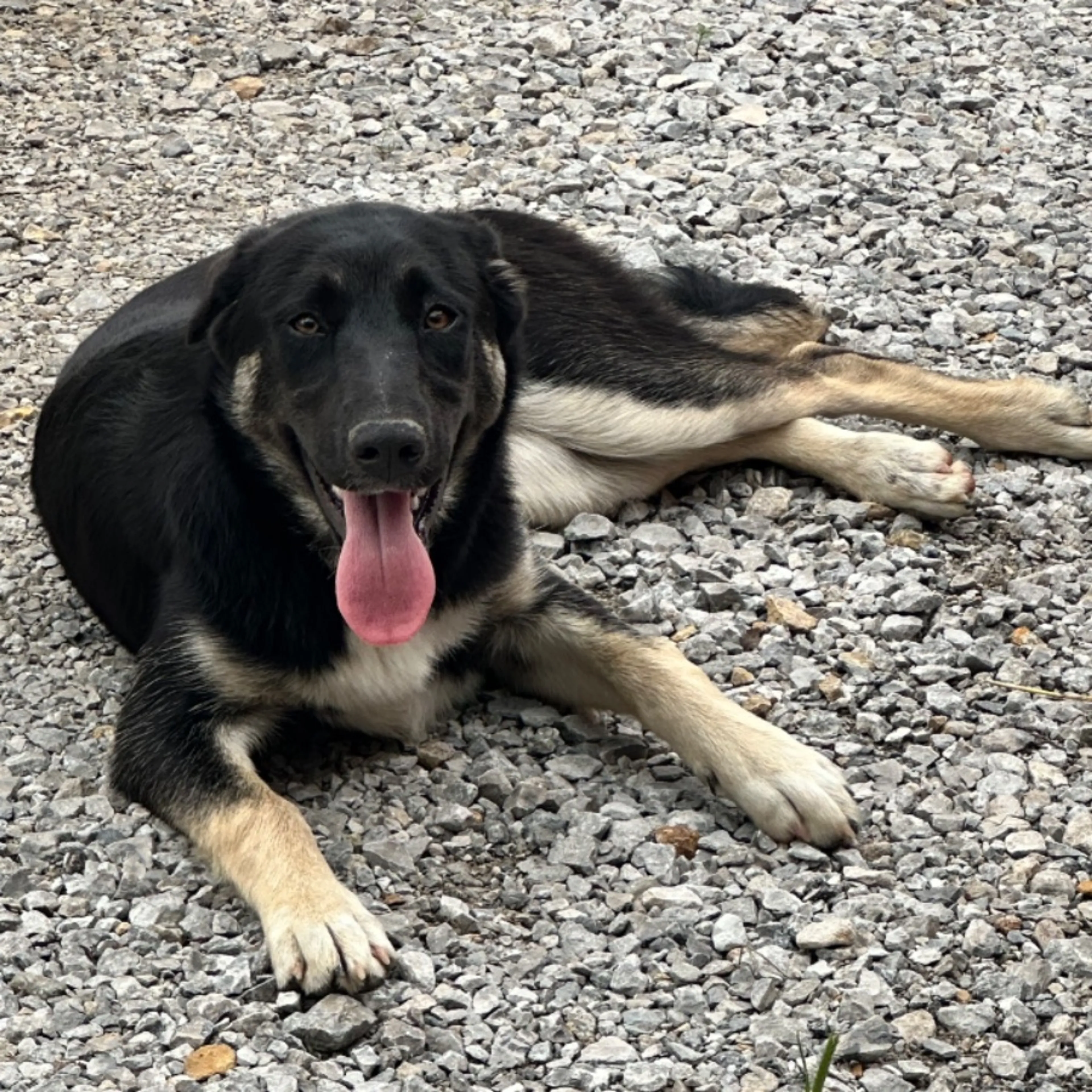 Found pet