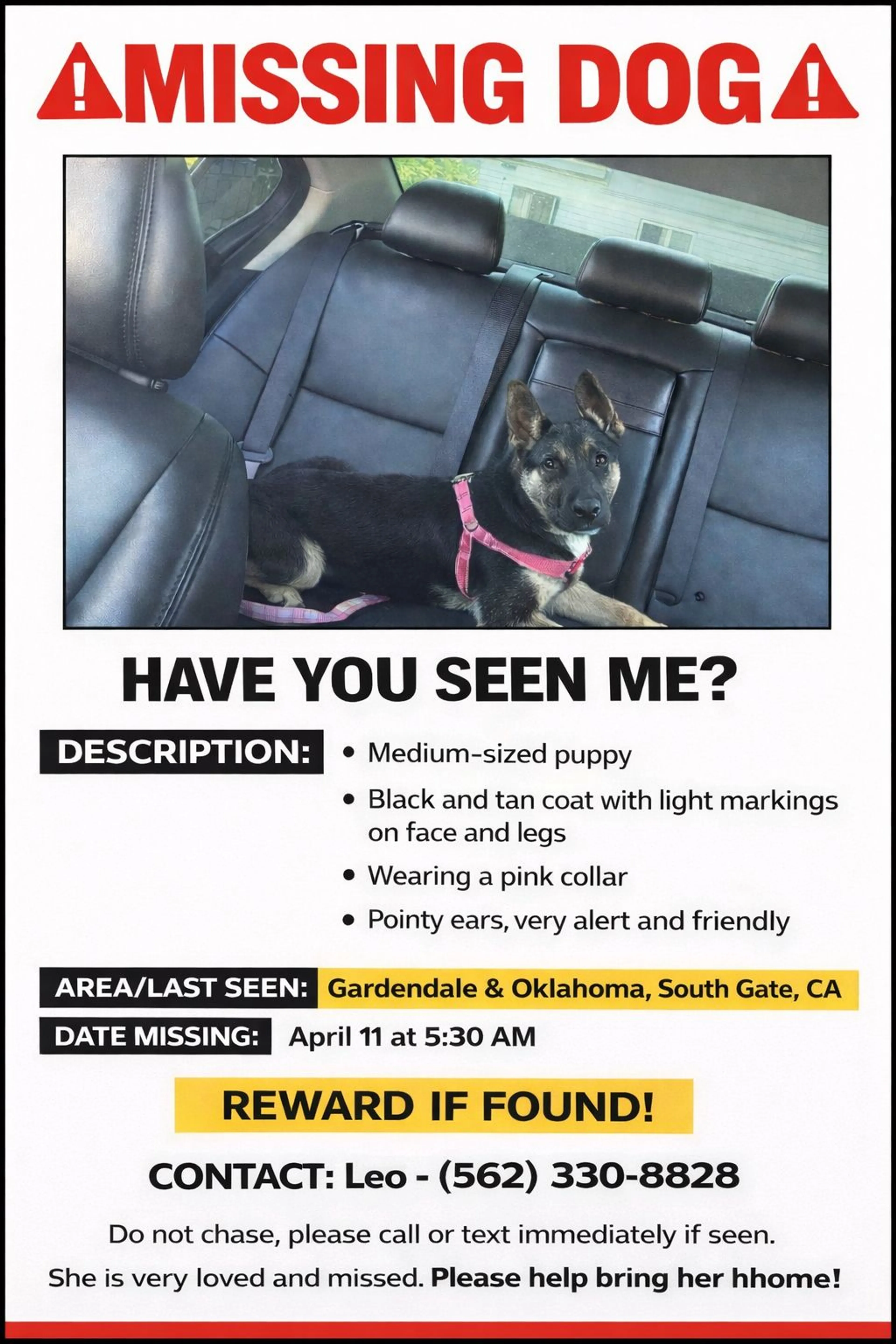 Lost pet