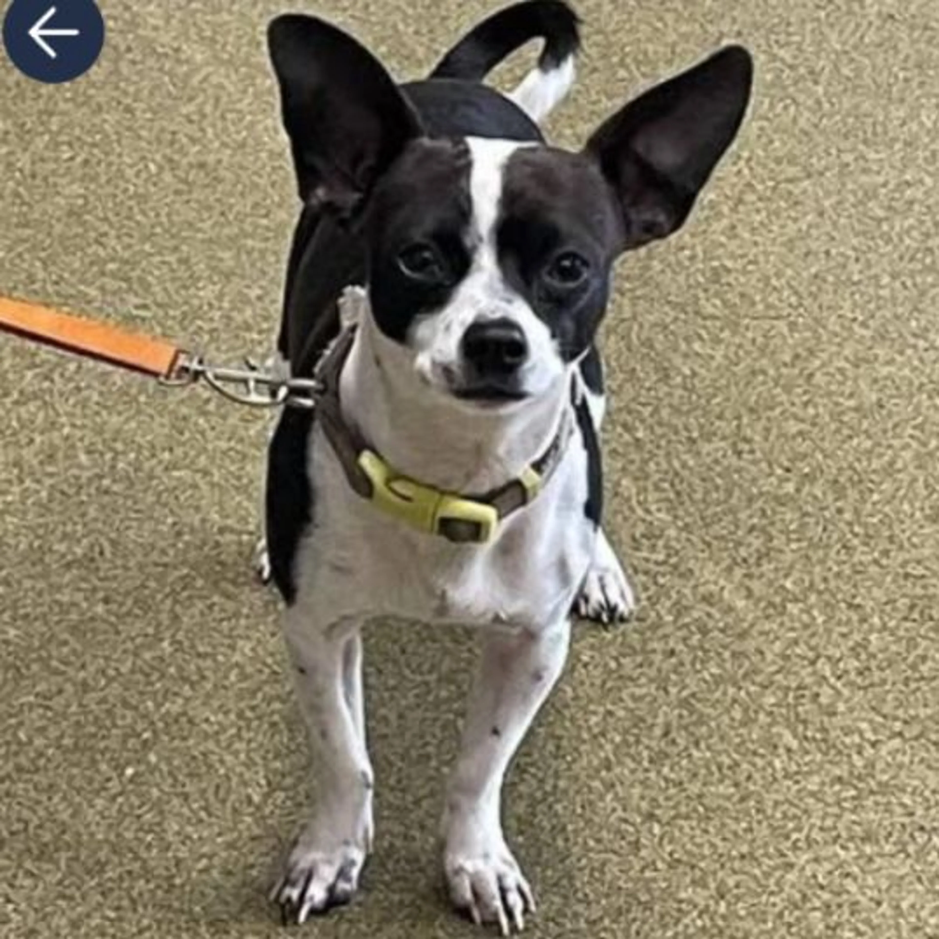 Lost pet