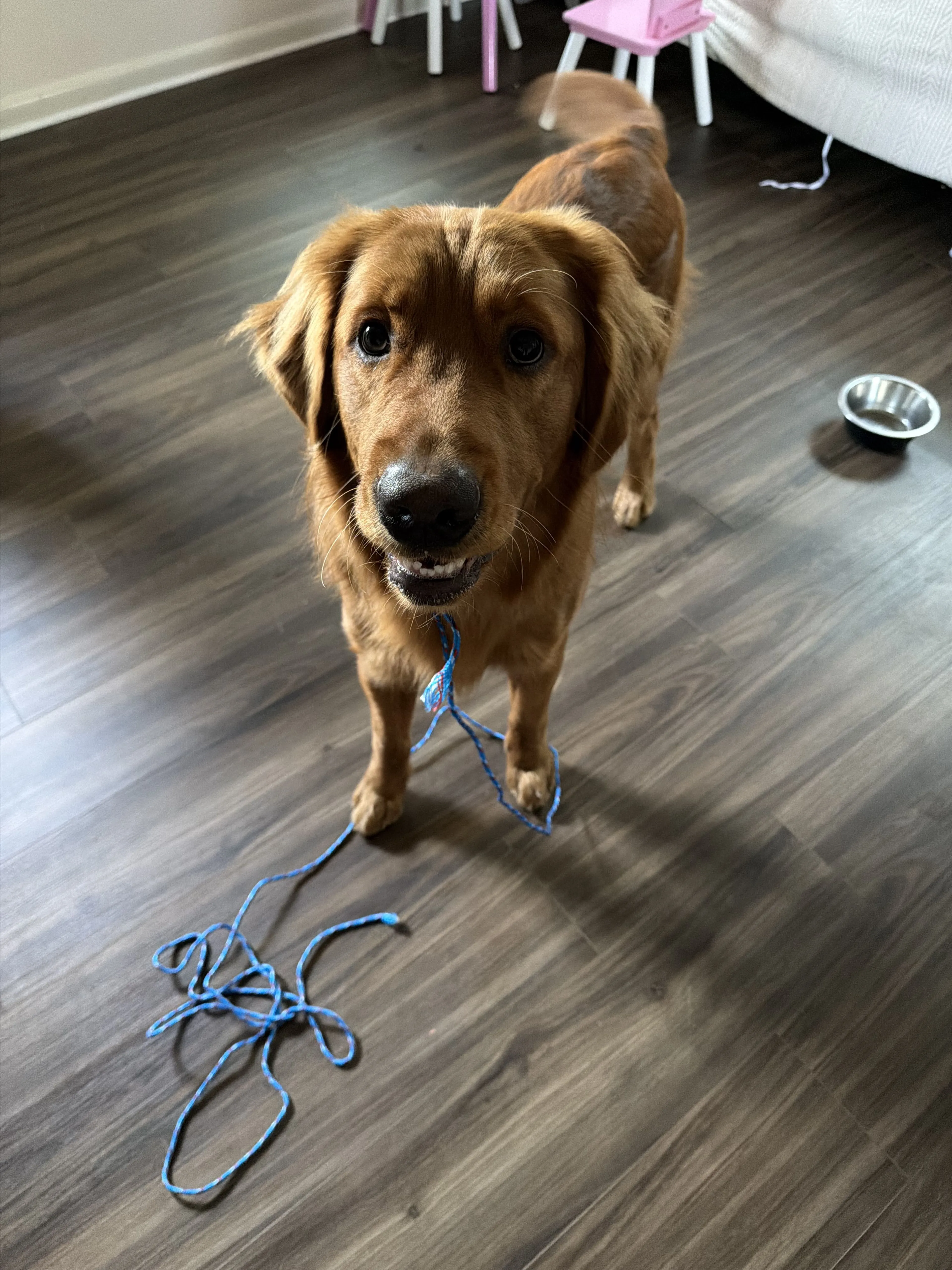 Lost pet-0