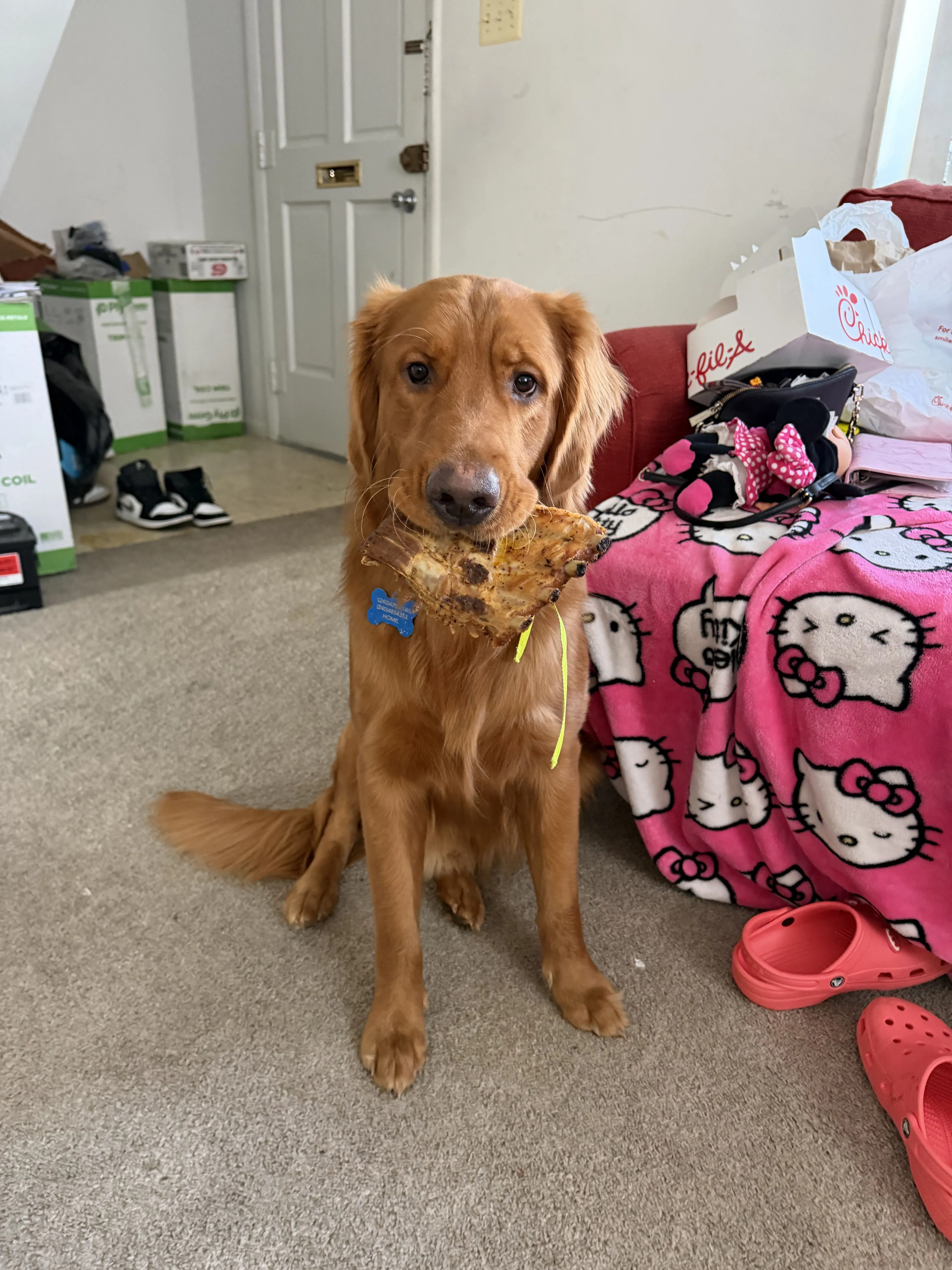 Lost pet-1