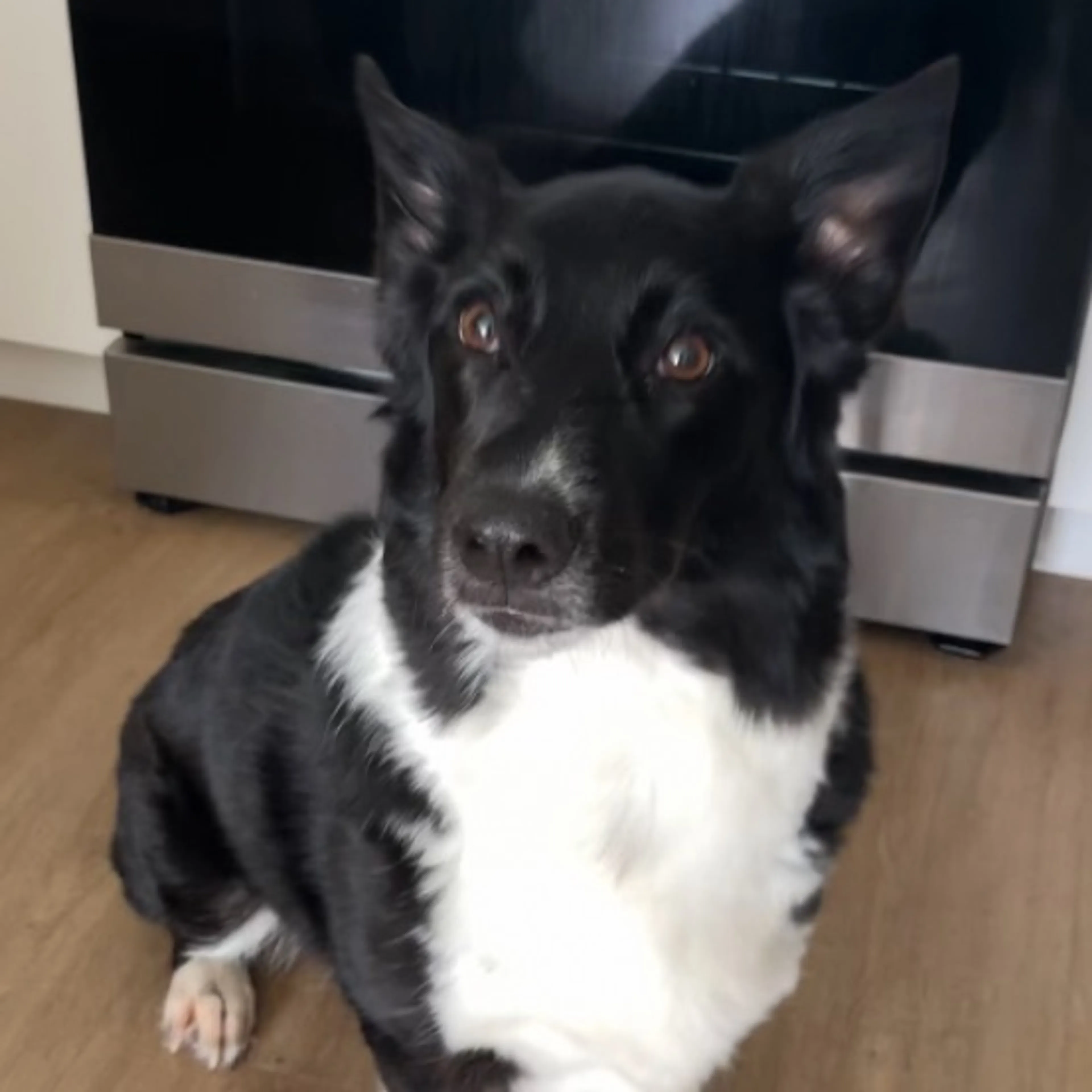 Lost pet