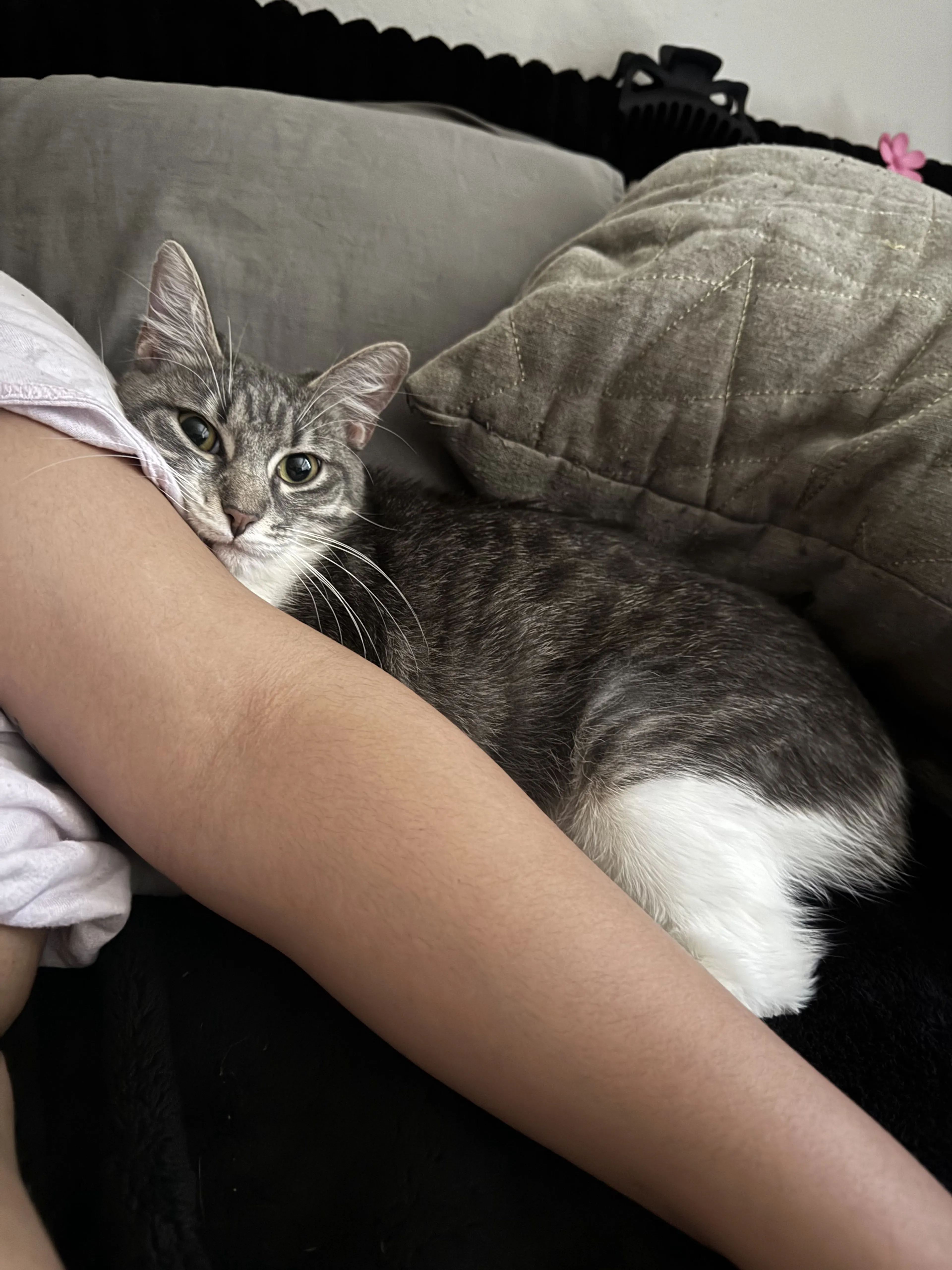 Lost pet