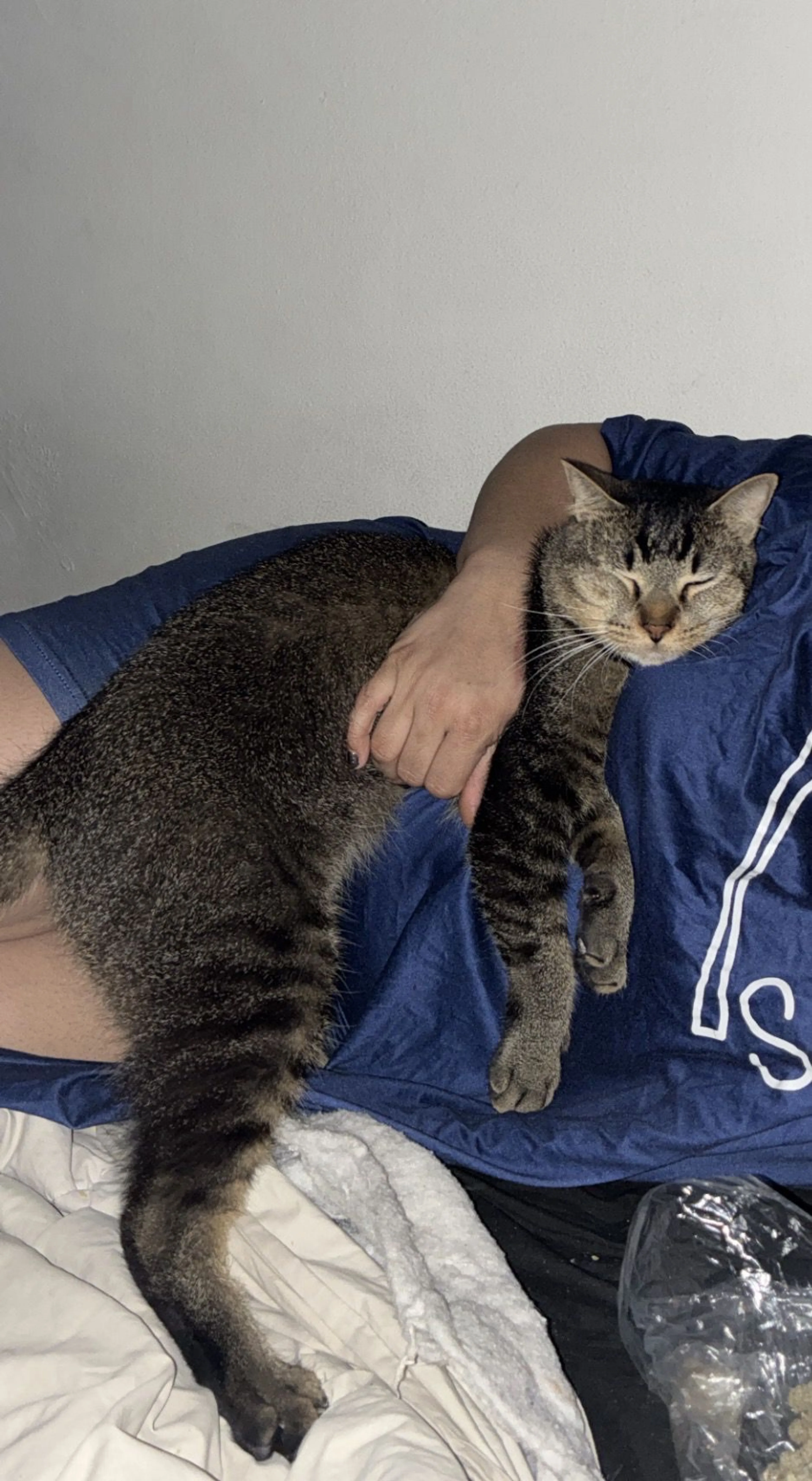Lost pet