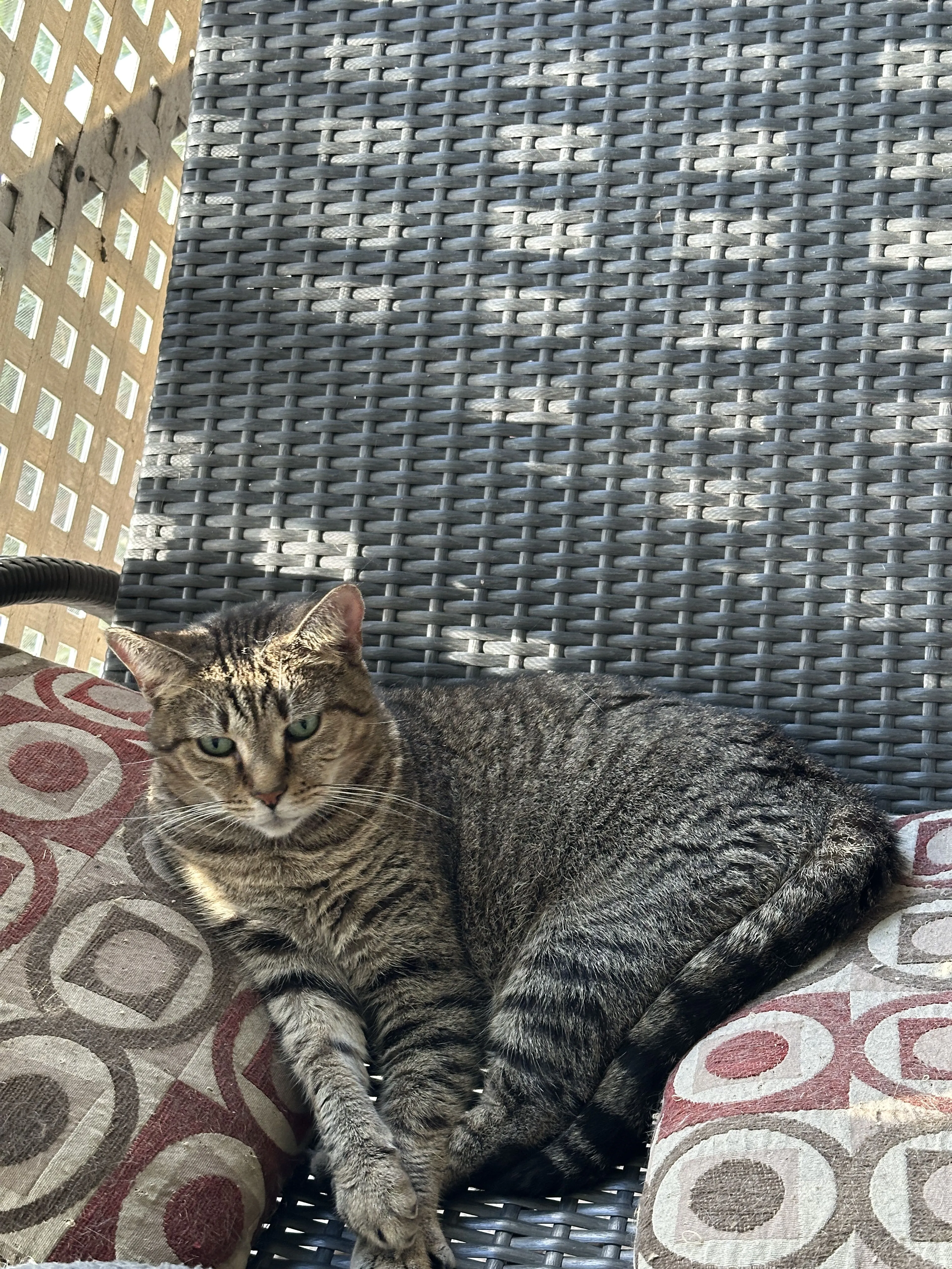 Lost pet-2