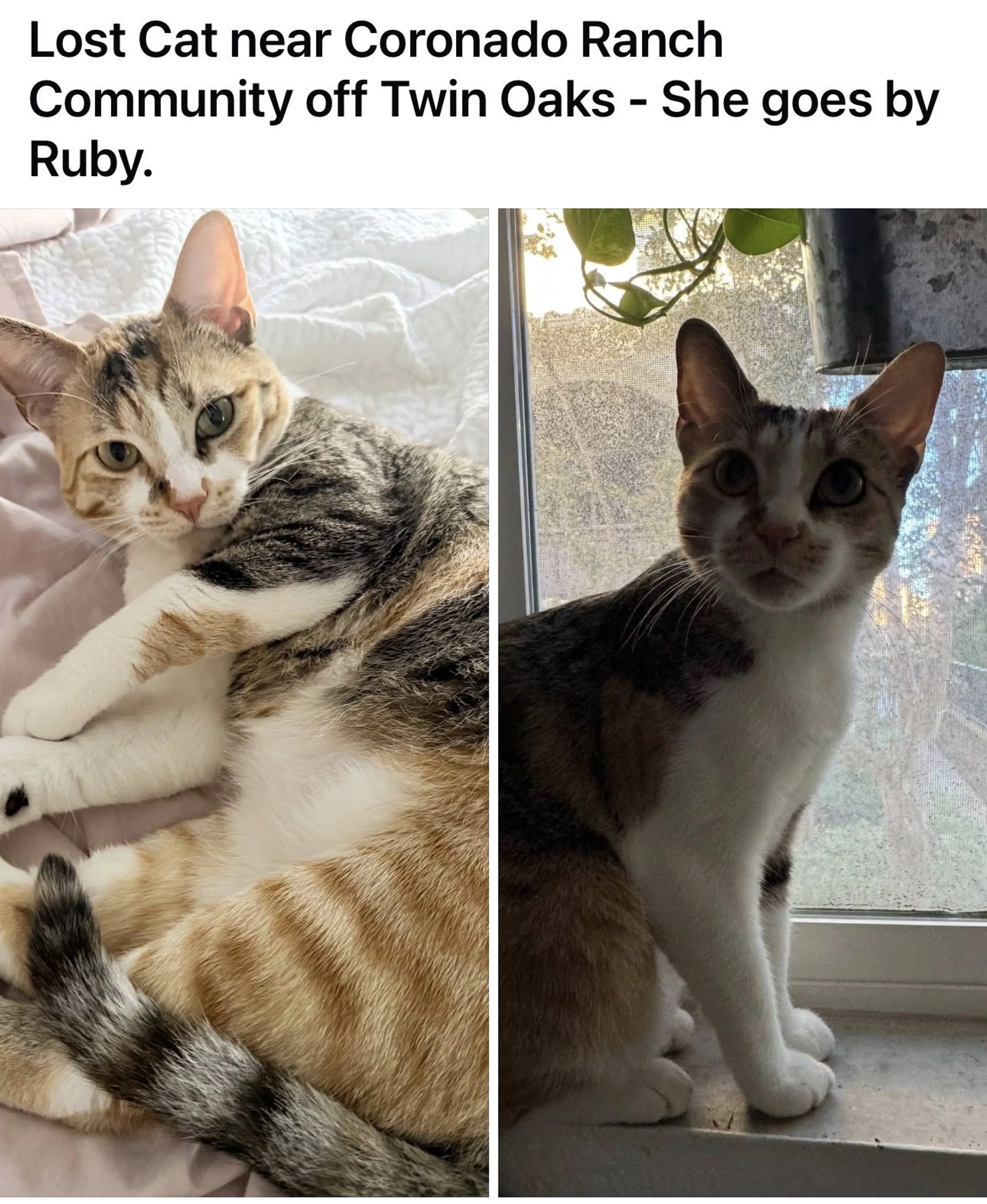 Lost pet