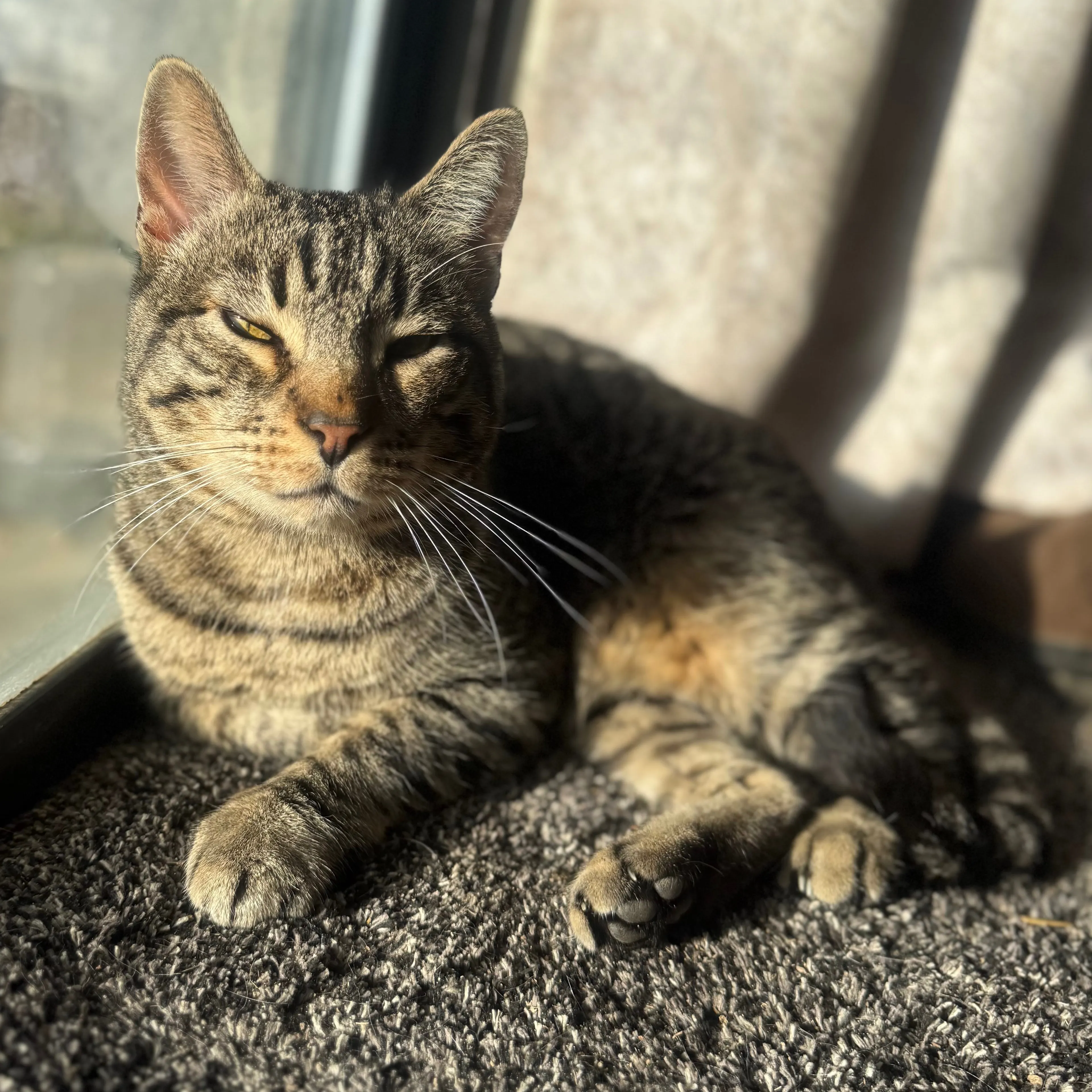 Lost pet-1