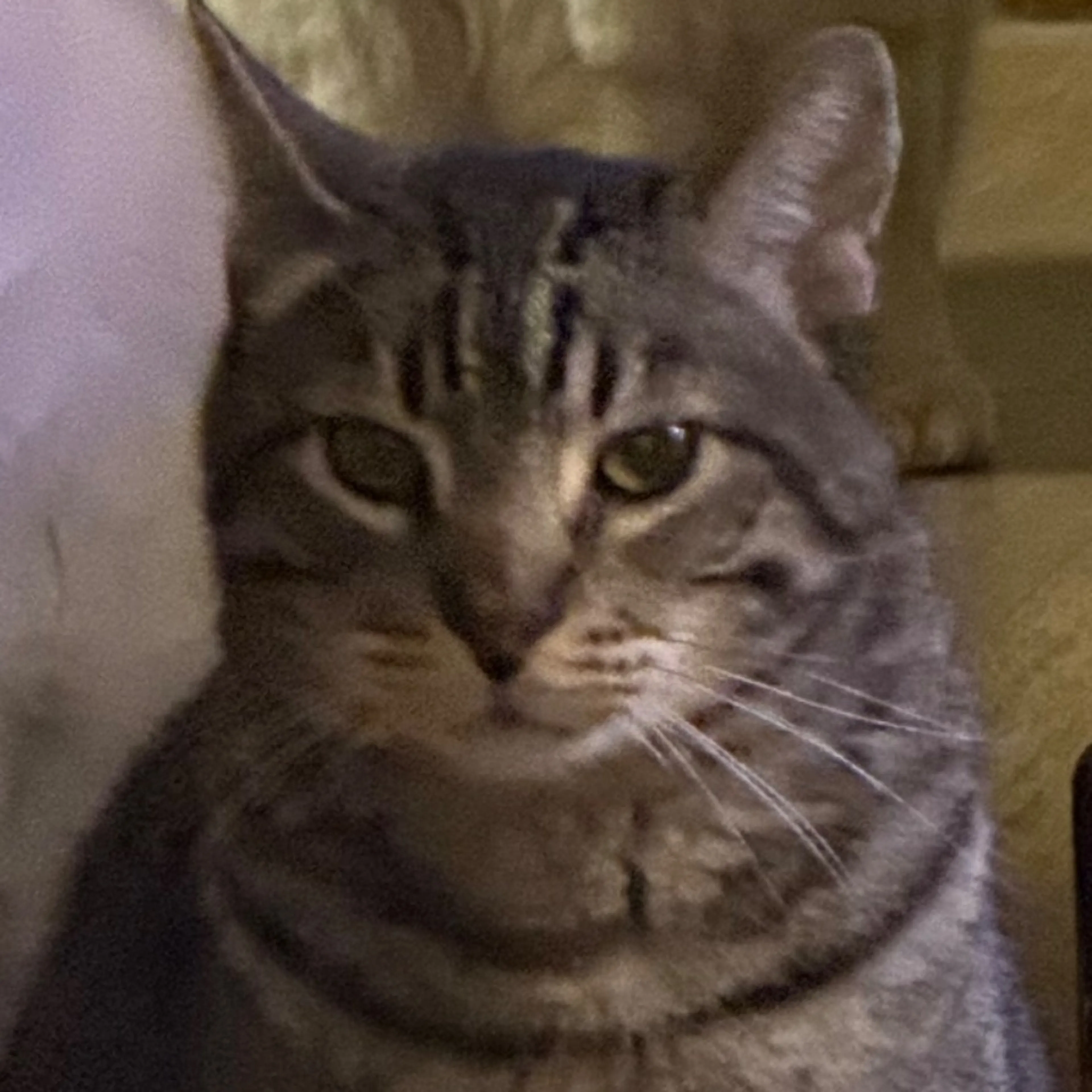 Lost pet-0