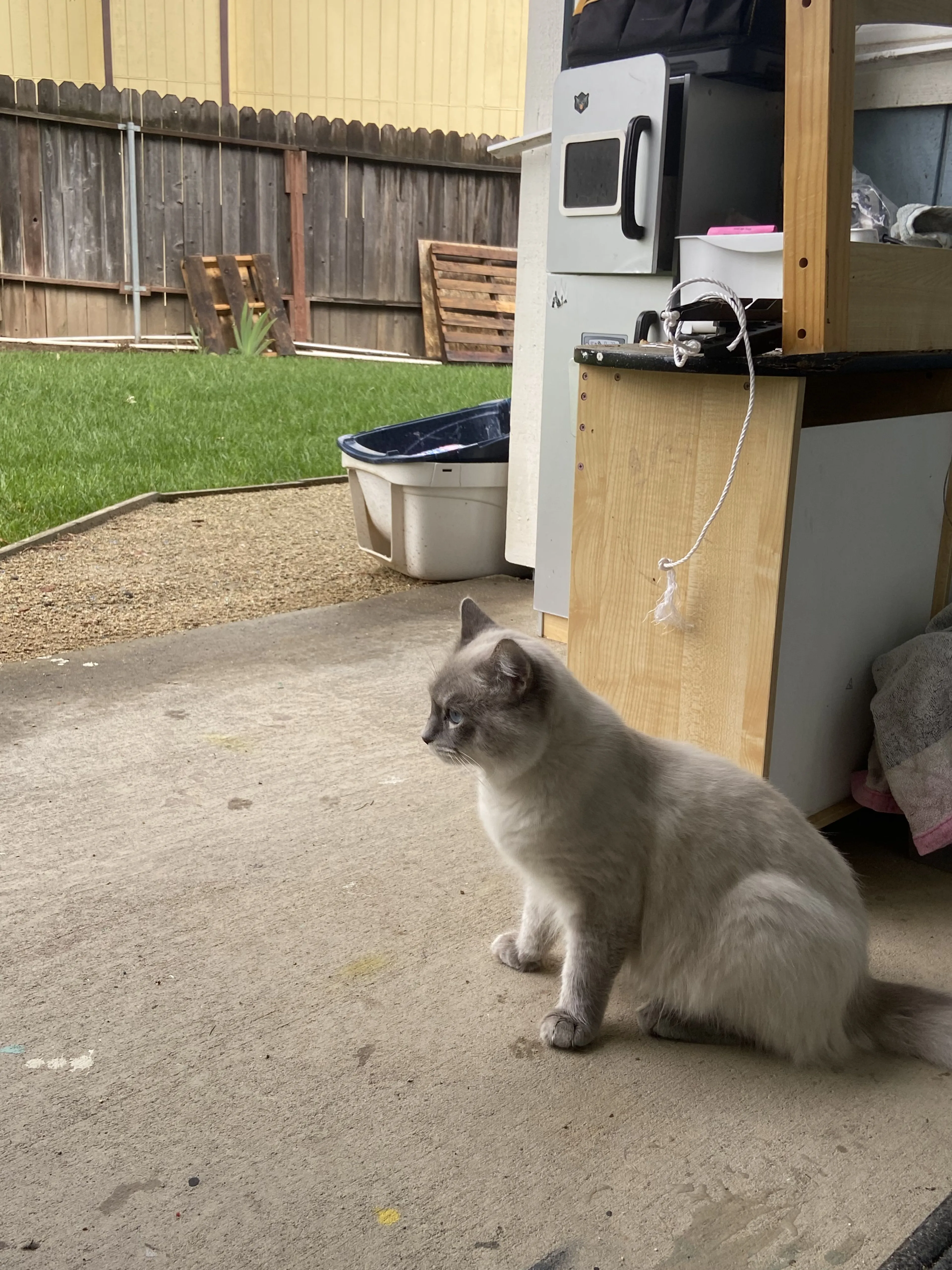 Lost pet