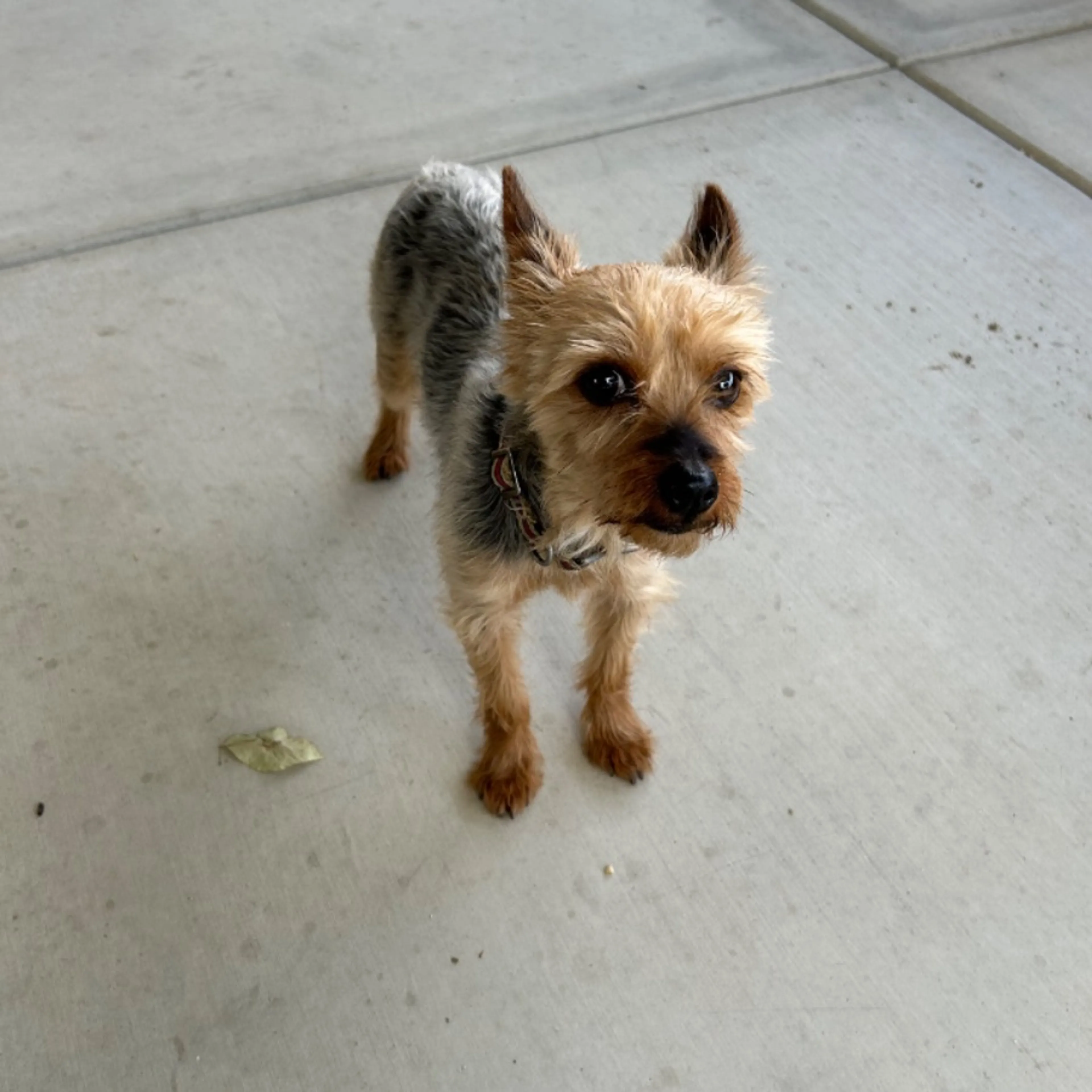 Found pet-0