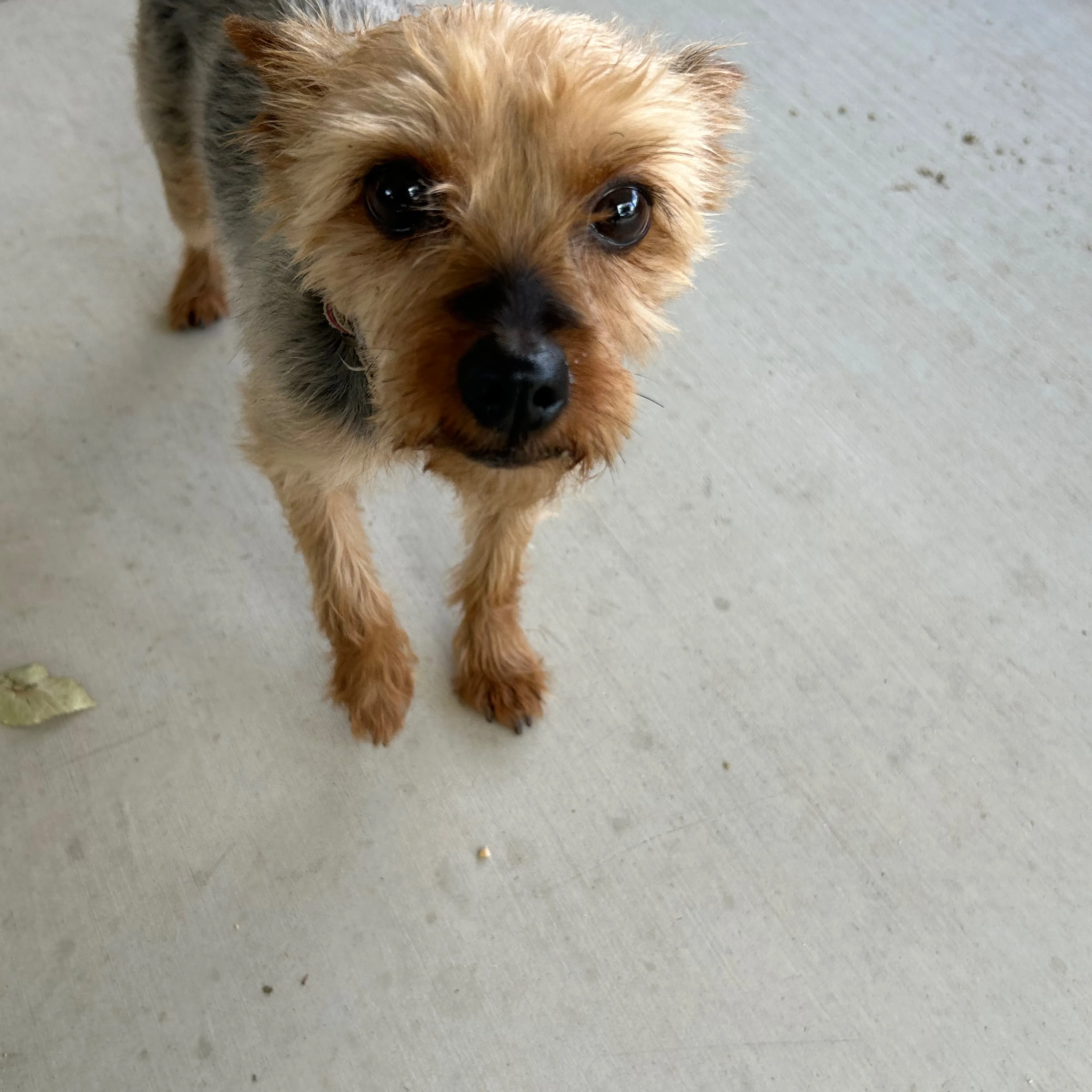 Found pet-1