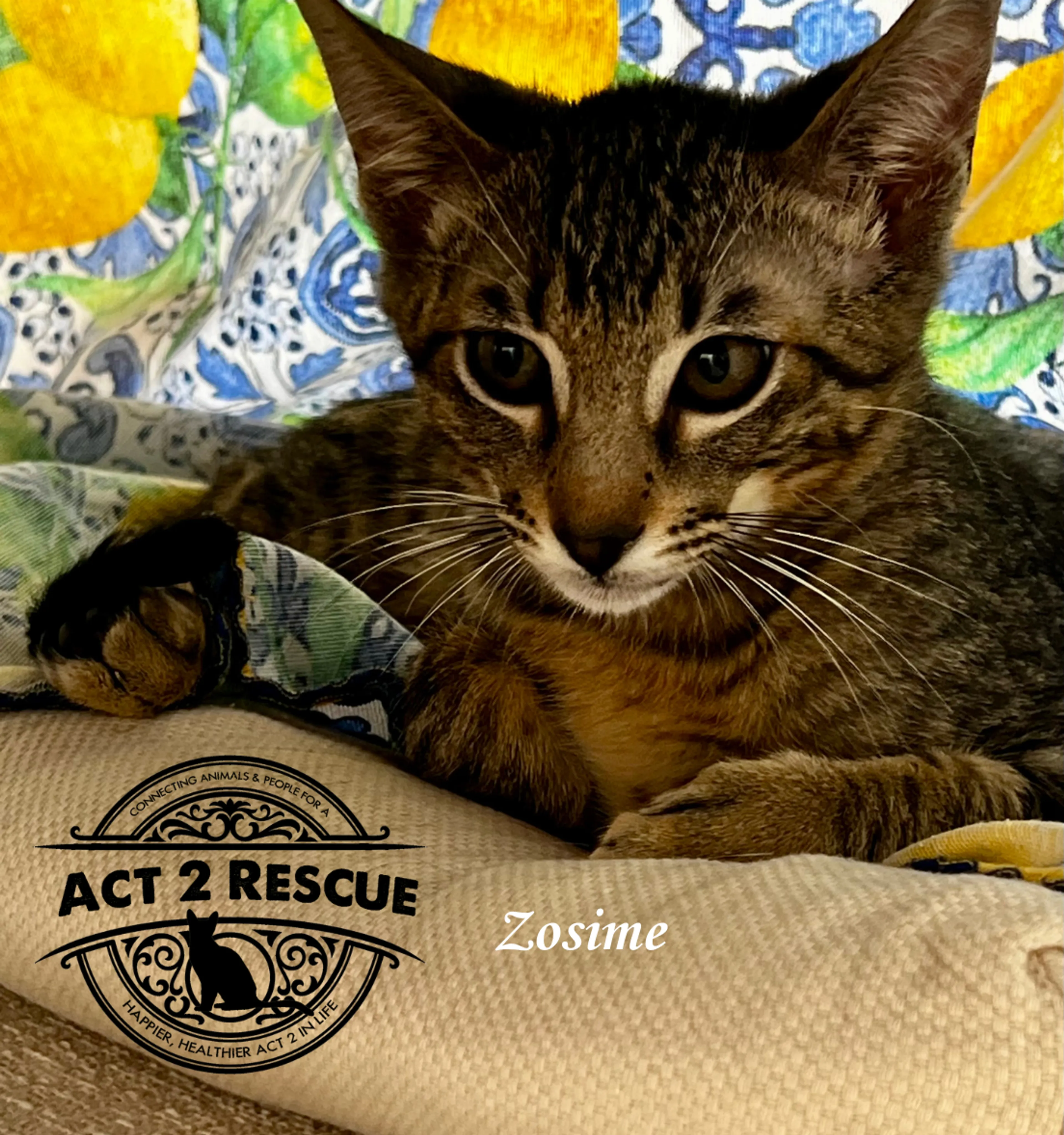 Found pet-1