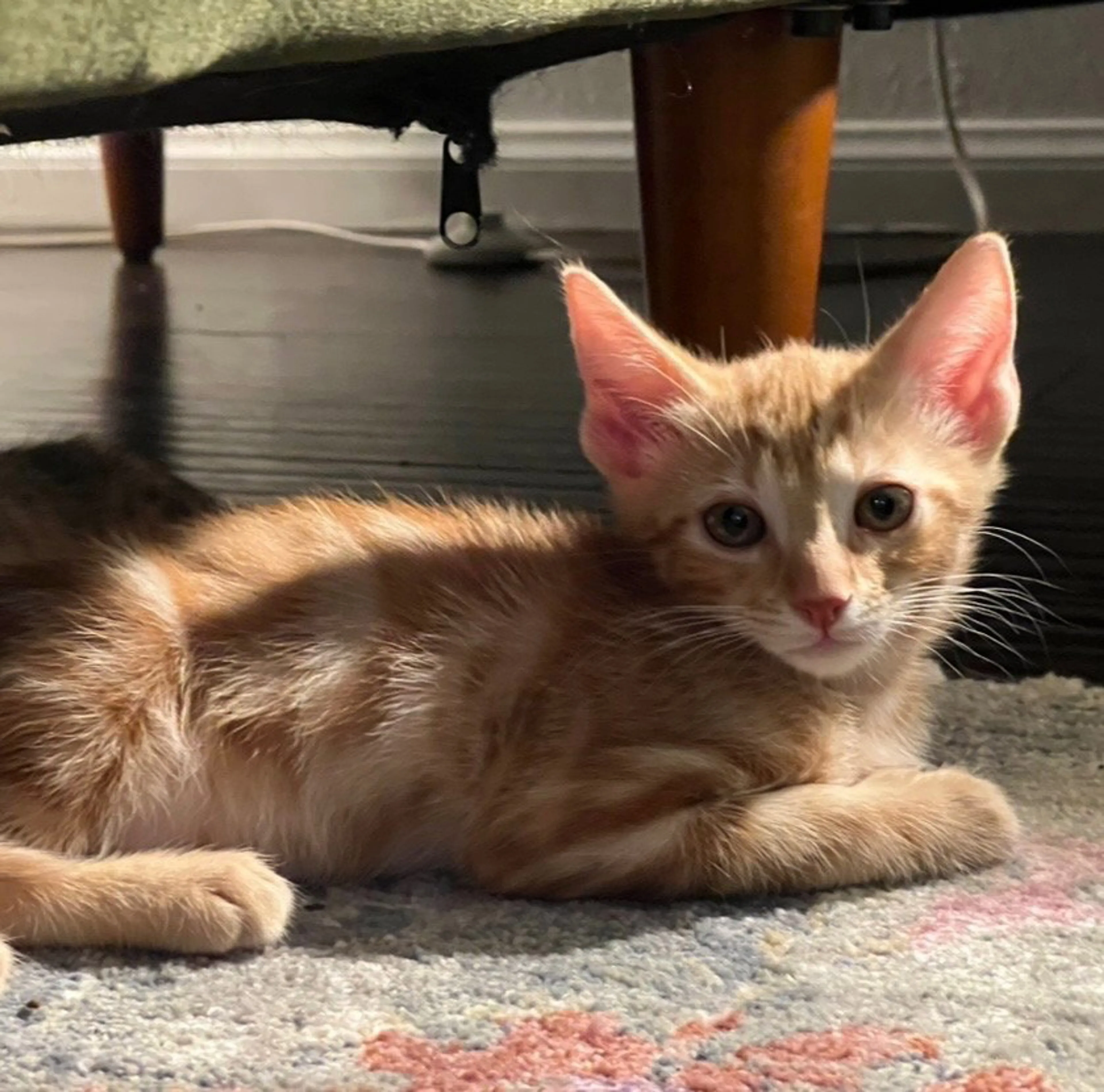 Found pet-0