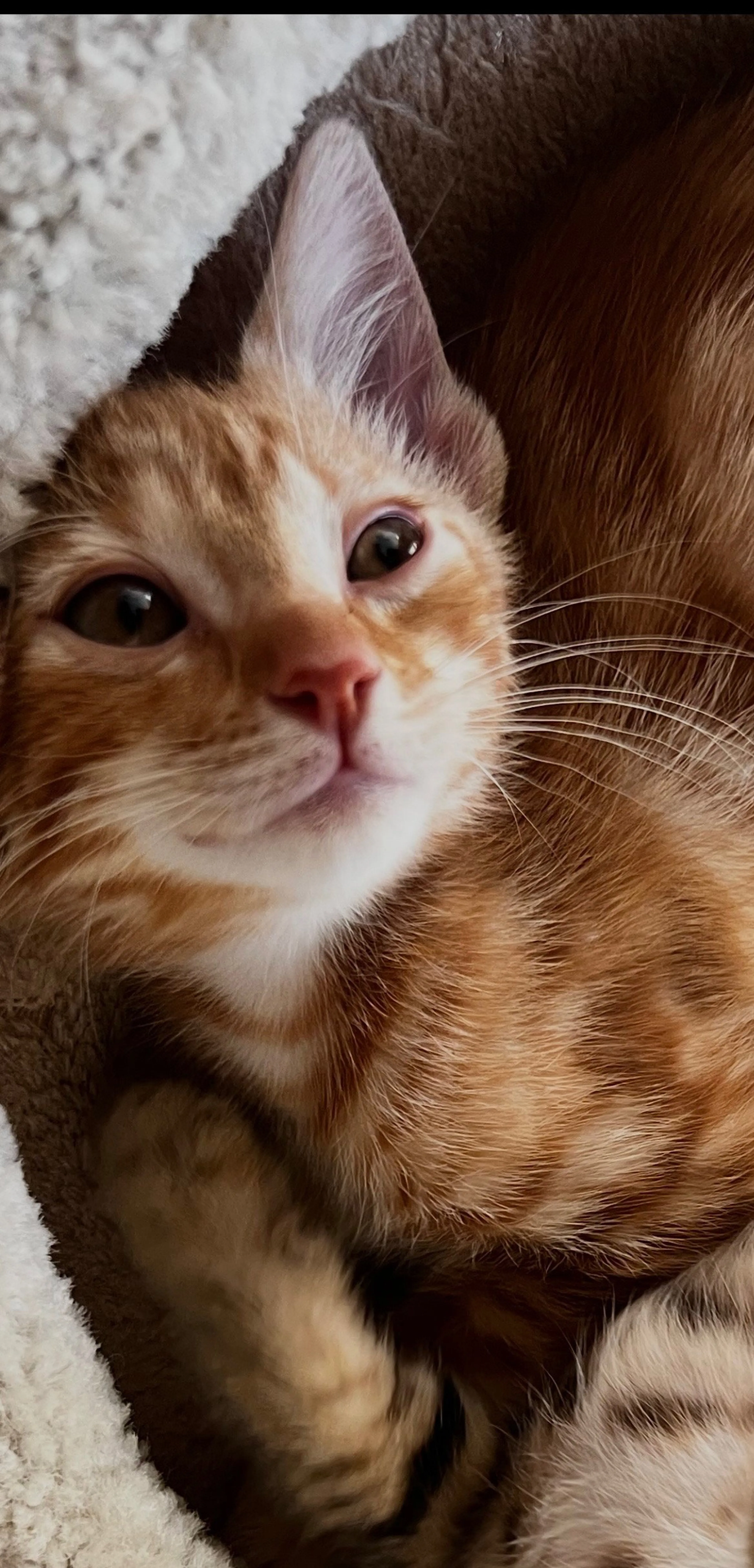 Found pet-1