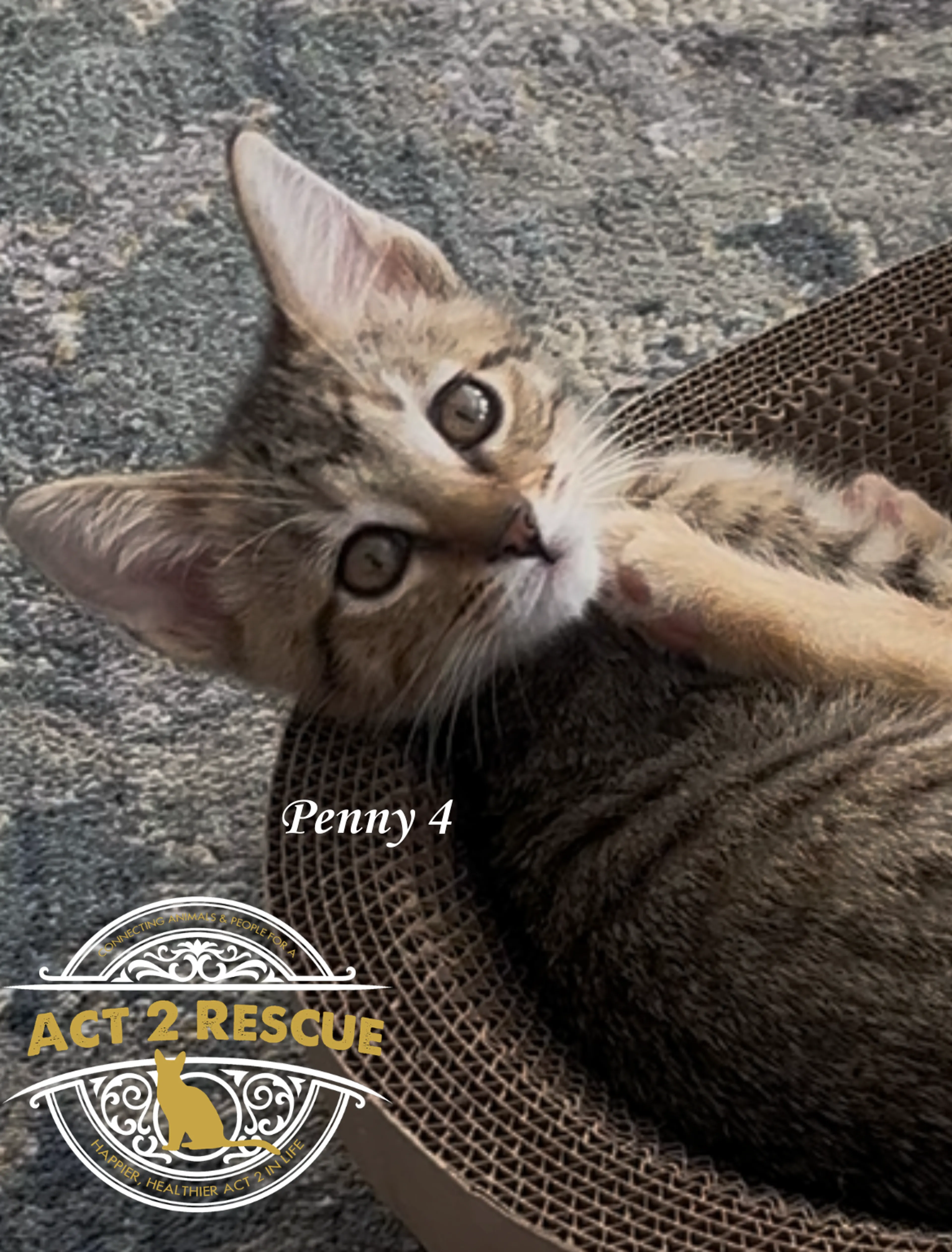 Found pet-0