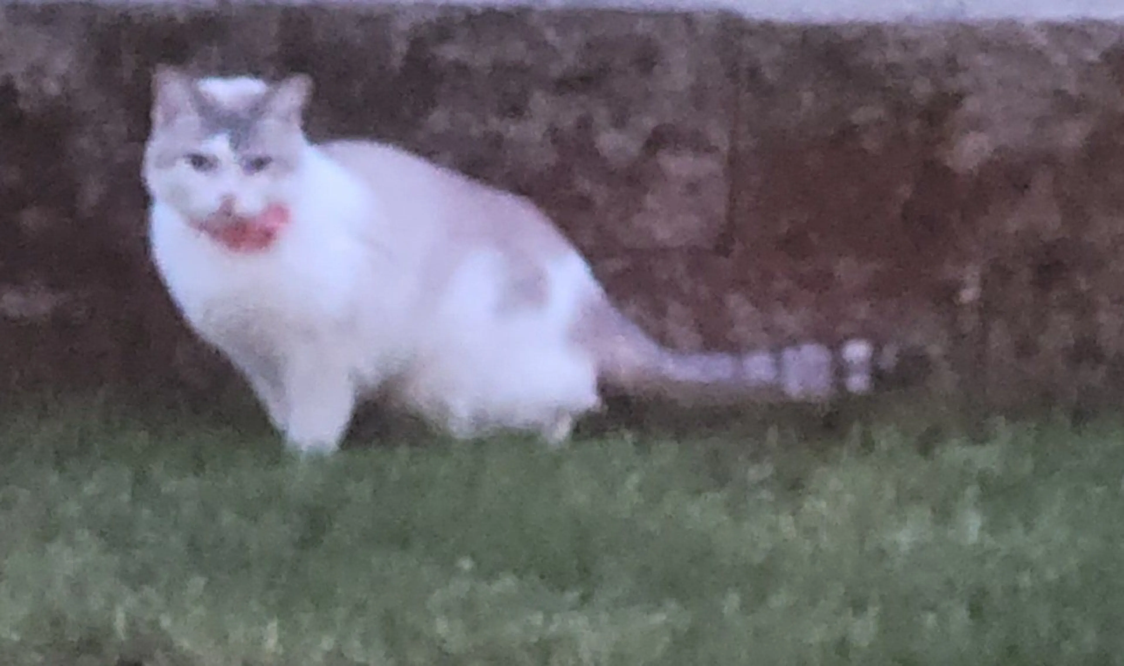 Lost pet