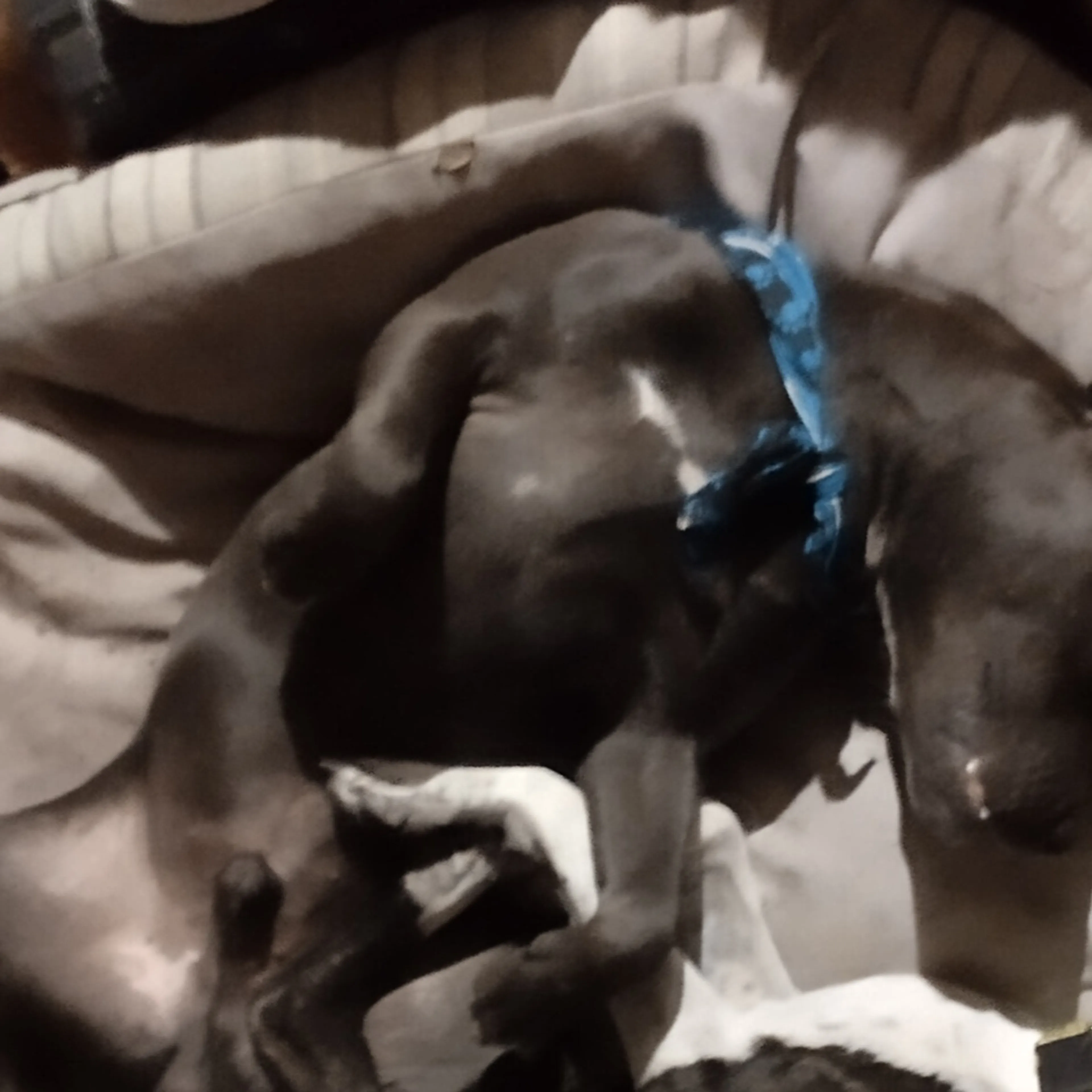 Lost pet-3