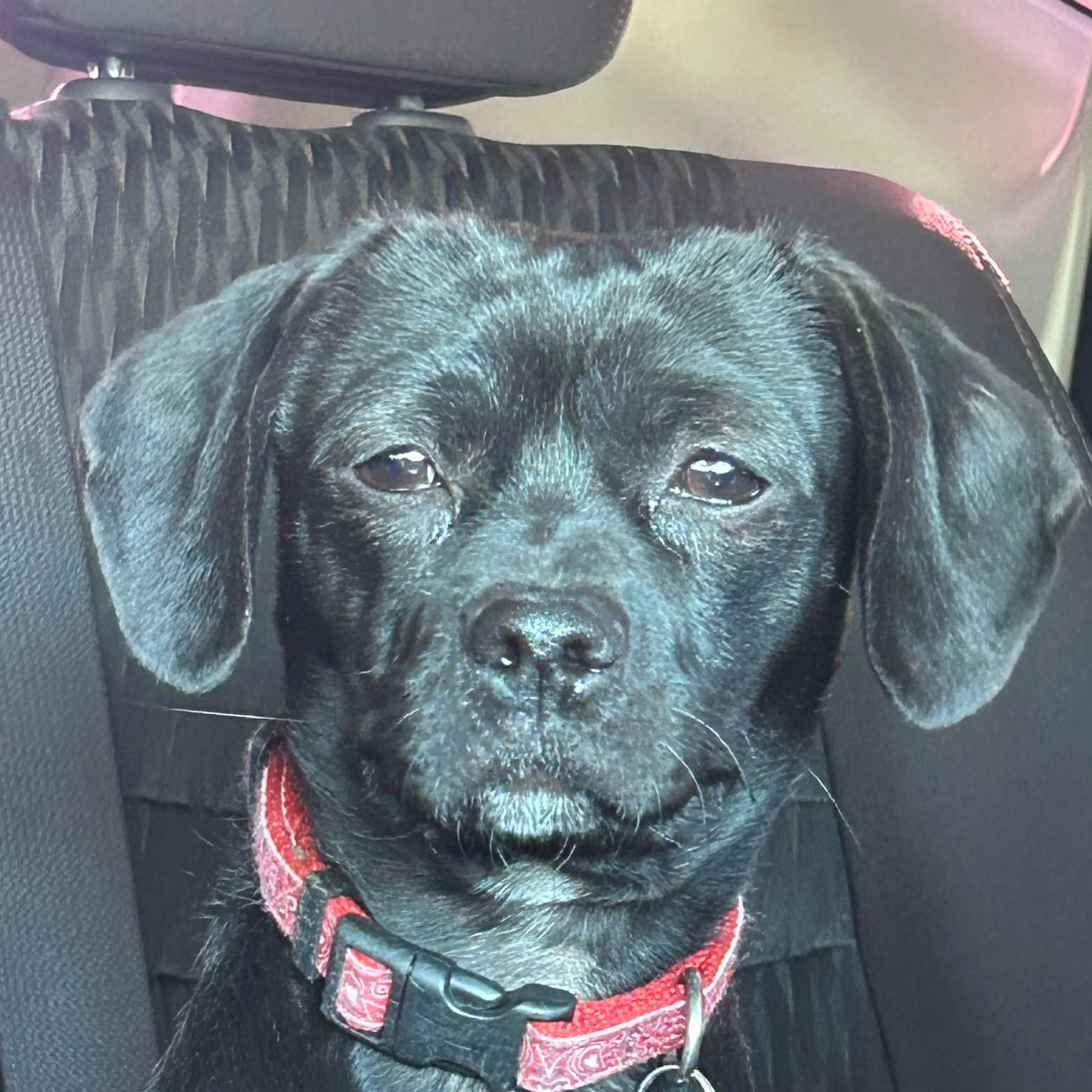 Lost pet-2